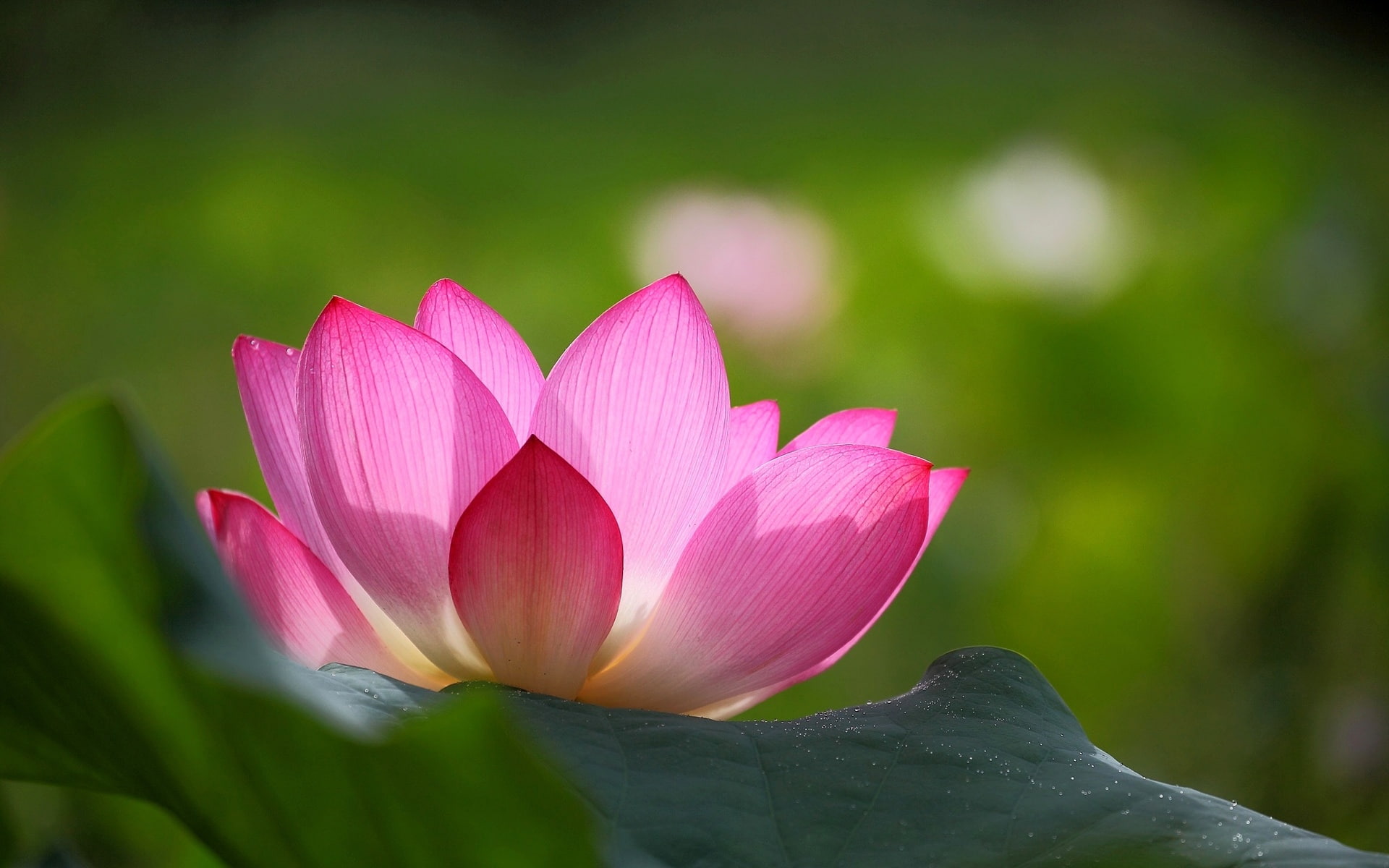 1080P, naturaleza, rosa, acuatica, flor, HD Wallpaper