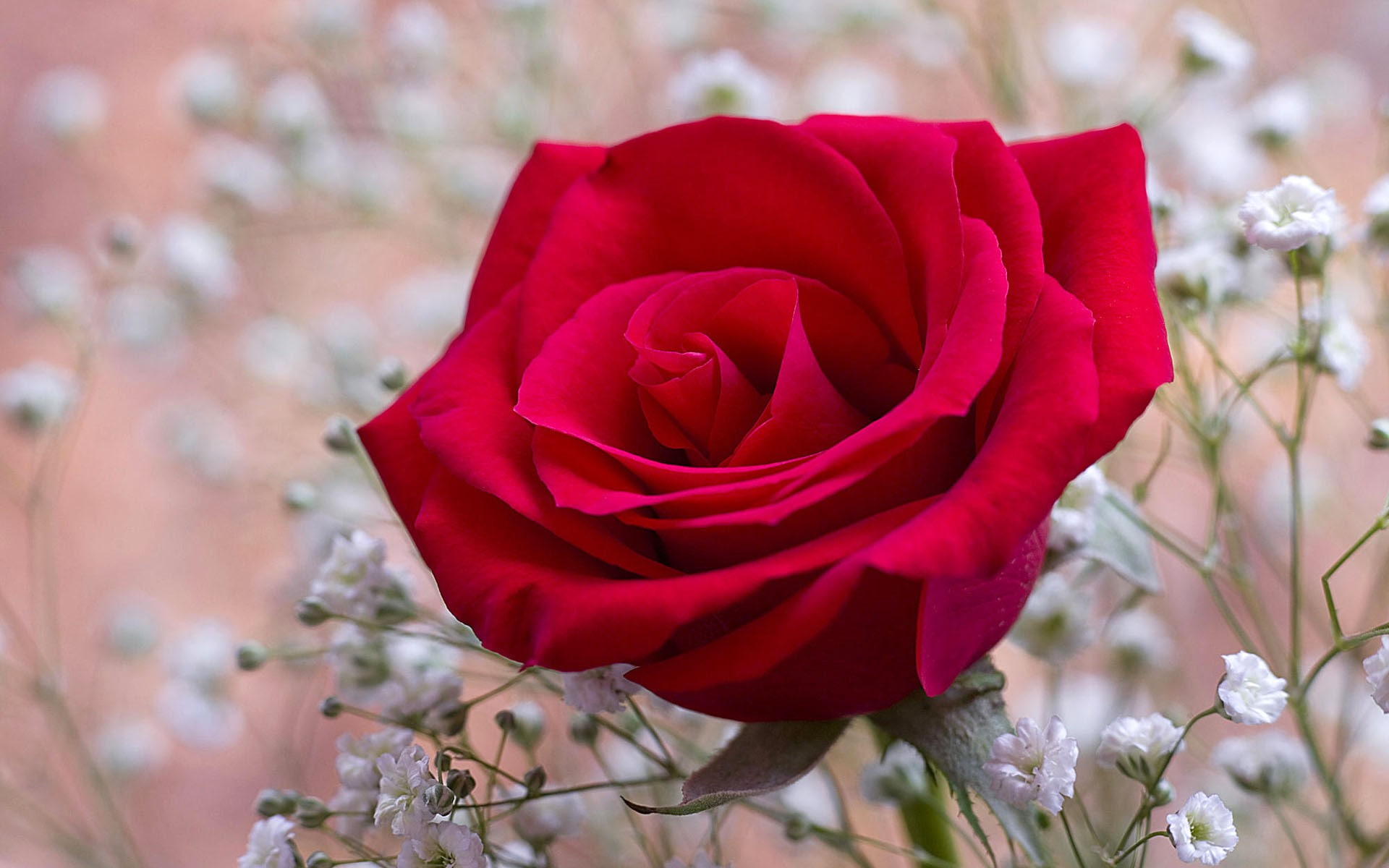 naturaleza, rosa, 1080P, roja, flor, hermosa, HD Wallpaper
