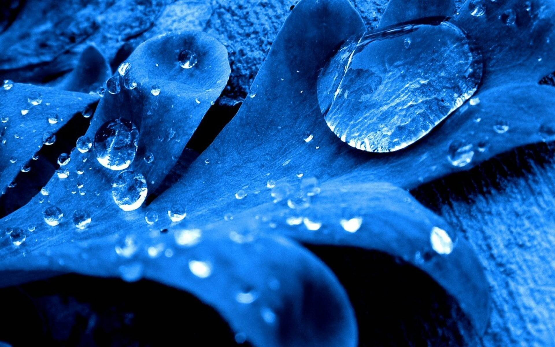 gotas, agua, naturaleza, planta, 1080P, HD Wallpaper