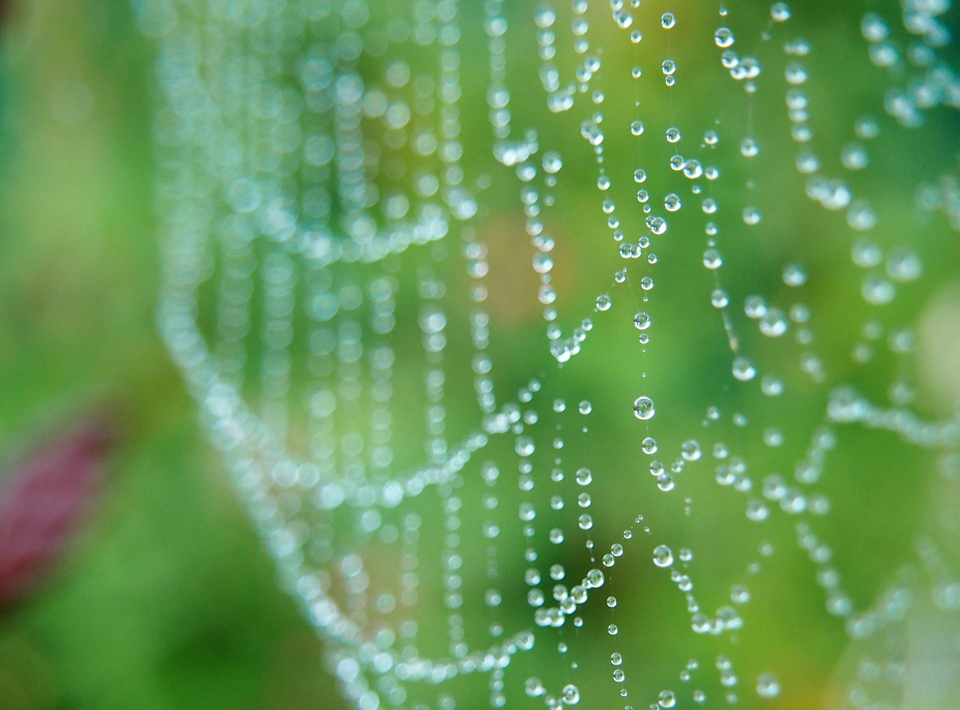 tela, rocio, agua, arana, naturaleza, gotas, 1080P, HD Wallpaper
