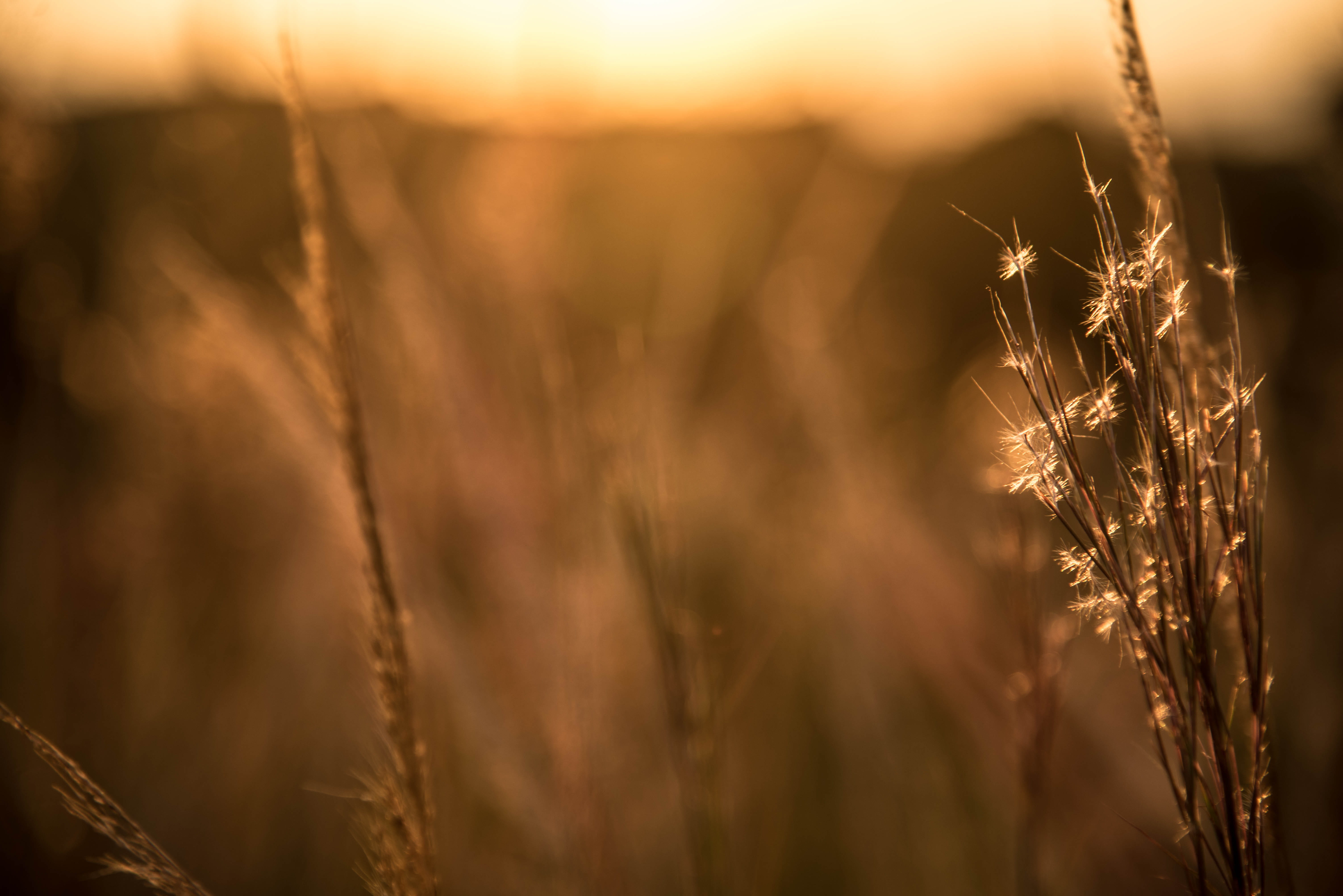 espigas, 5K, naturaleza, sunlight, atardecer, field, sunset, farm, rural scene, growth, natural, selective focus, land, plant, focus on foreground, outdoors, HD Wallpaper