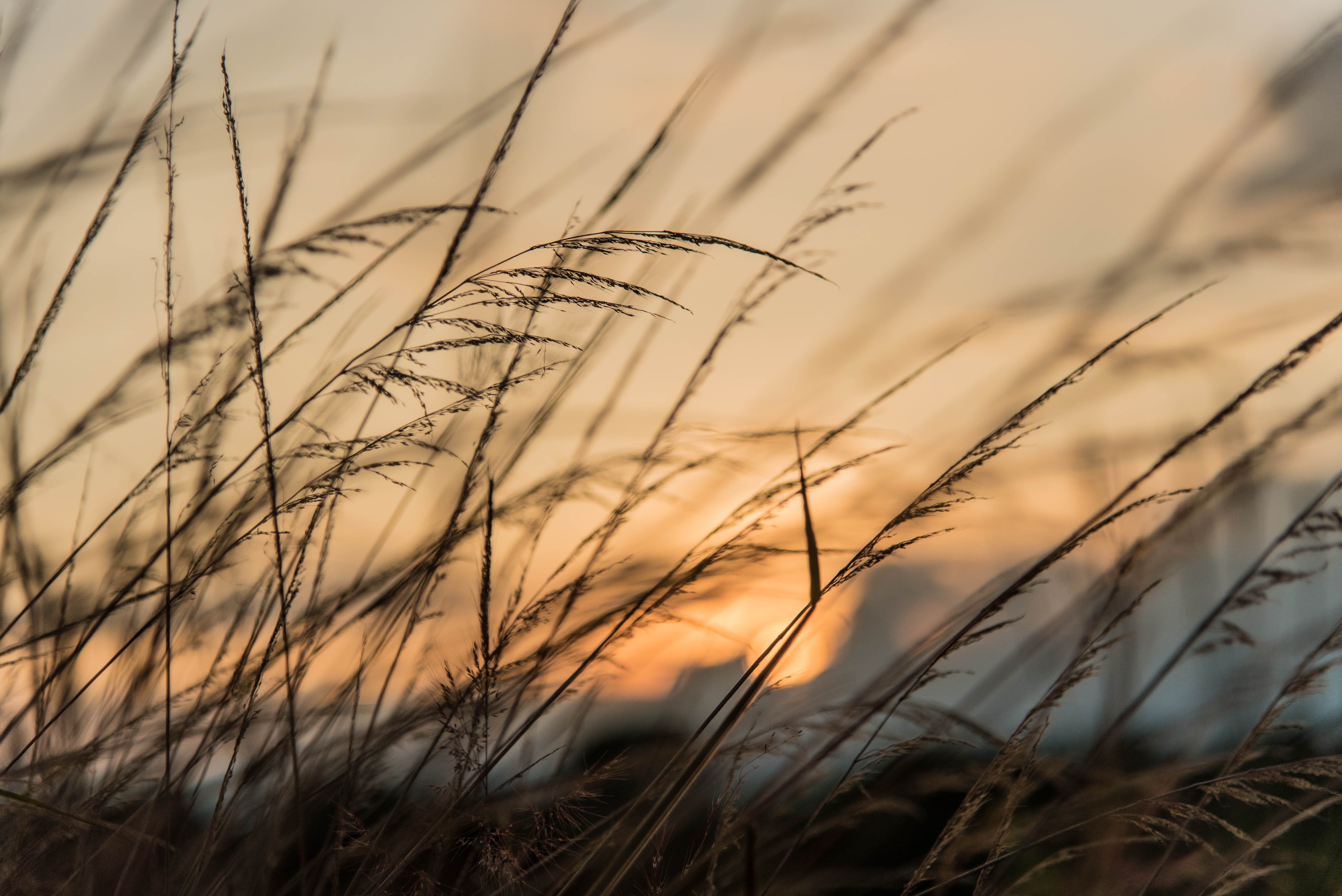 outdoors, selective focus, armenia, natural, cloud - sky, no people, plant, espigas, crop, naturaleza, day, nature, detalles, agriculture, grass, scenics - nature, HD Wallpaper