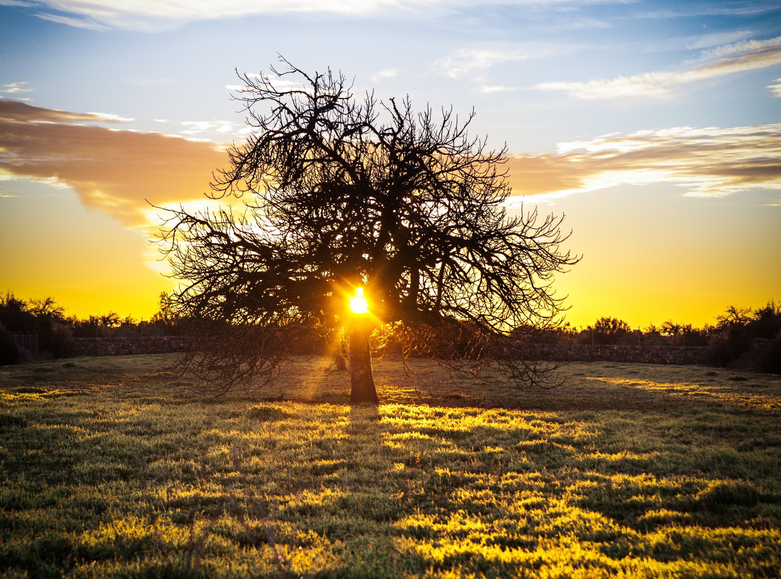 scenics - nature, tranquility, land, landscape, tree, 2470mm, 2013en365, sigma, canon, sunbeam, Spain, orange color, majorca, atardecer, field, environment, HD Wallpaper