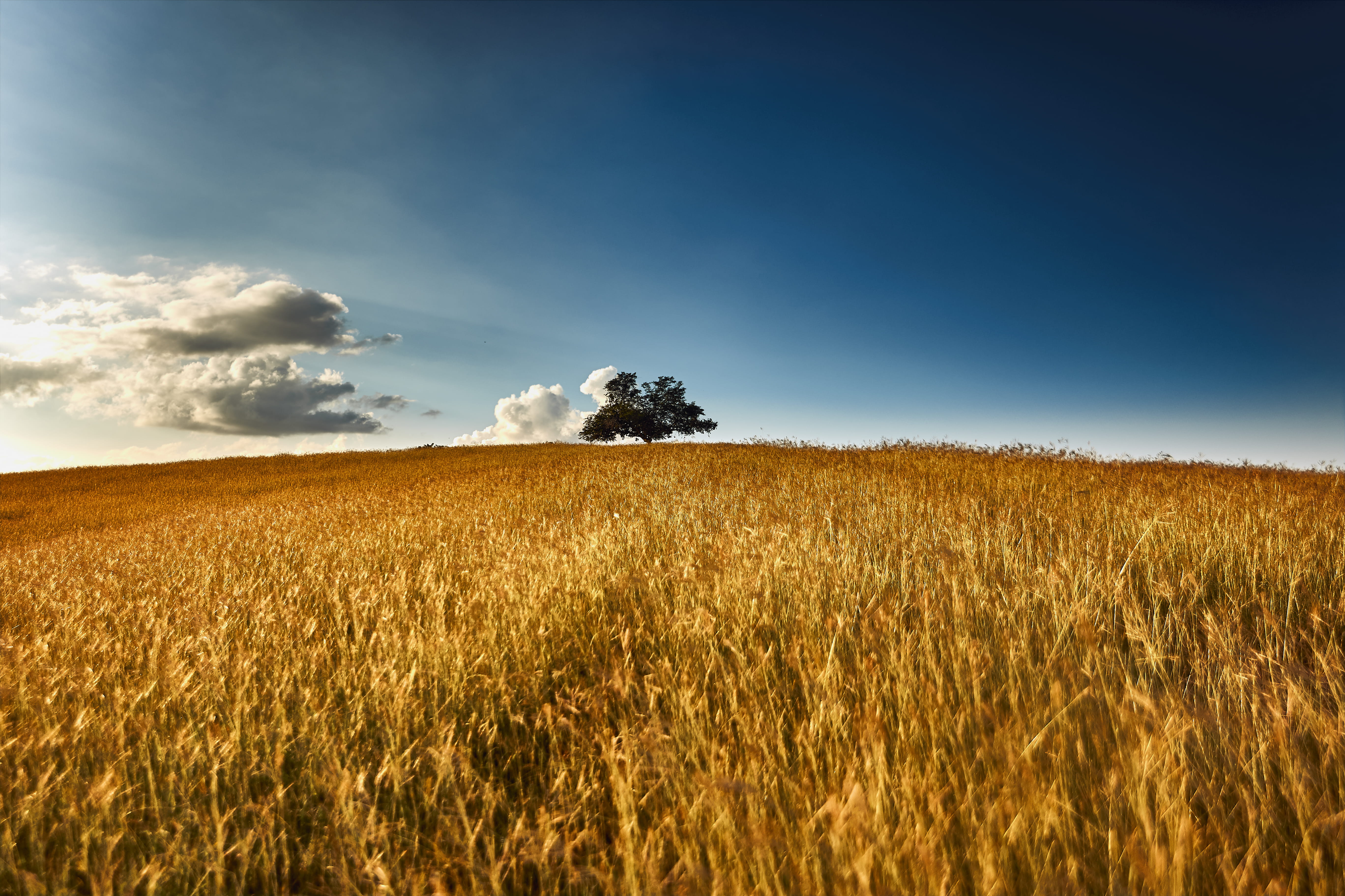 sunrise - Dawn, grass, green Color, filed, scenics, outdoors, atardecer, blue, tranquil Scene, moon, plant, cloudscape, springtime, idyllic, canon 6d, morning, HD Wallpaper