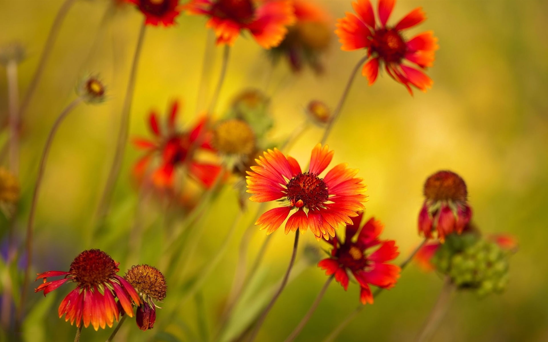 naturaleza, flores, naranjas, 1080P, silvestres, HD Wallpaper