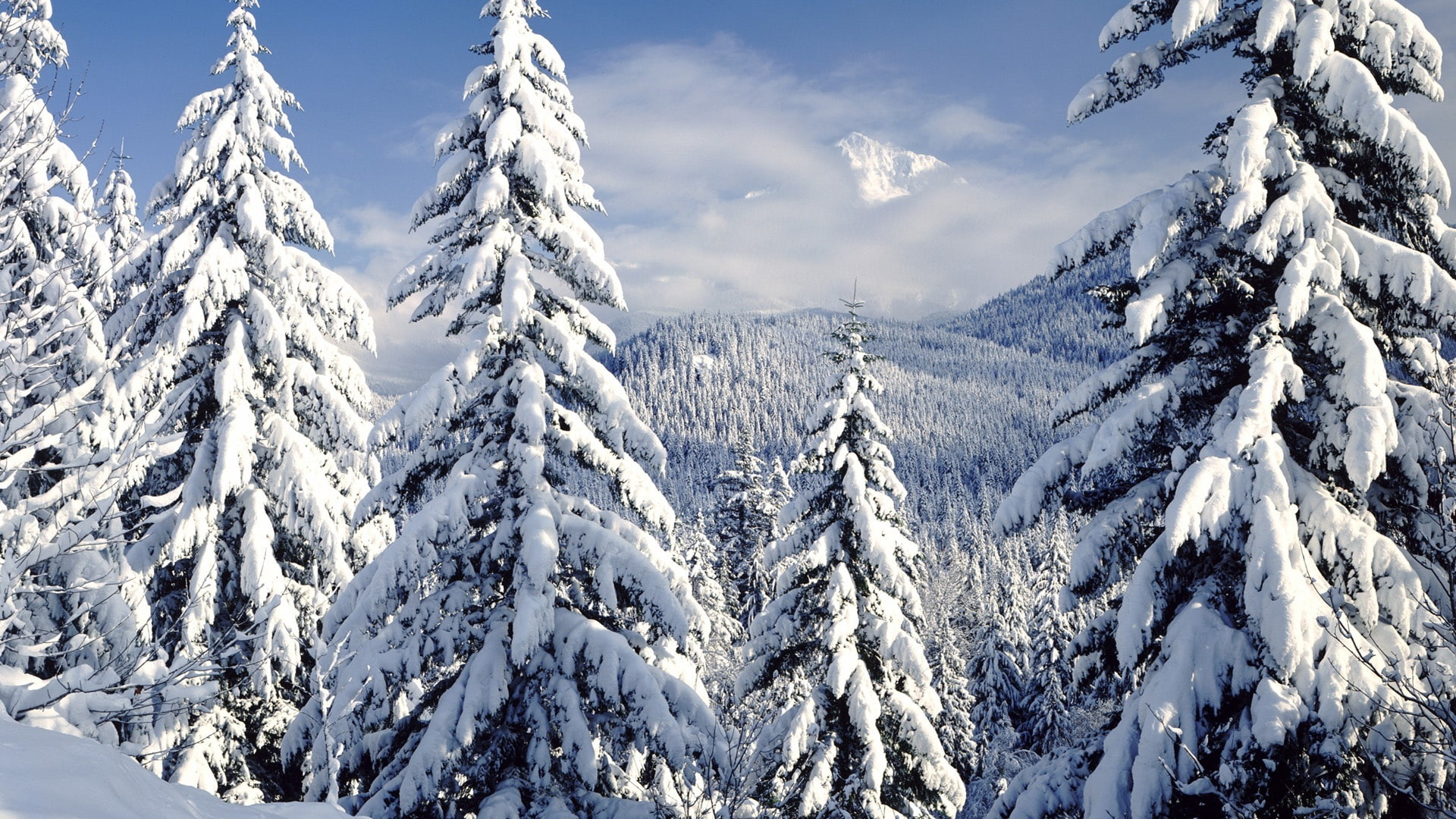 invierno, naturaleza, nieve, arboles, 1080P, abetos, HD Wallpaper