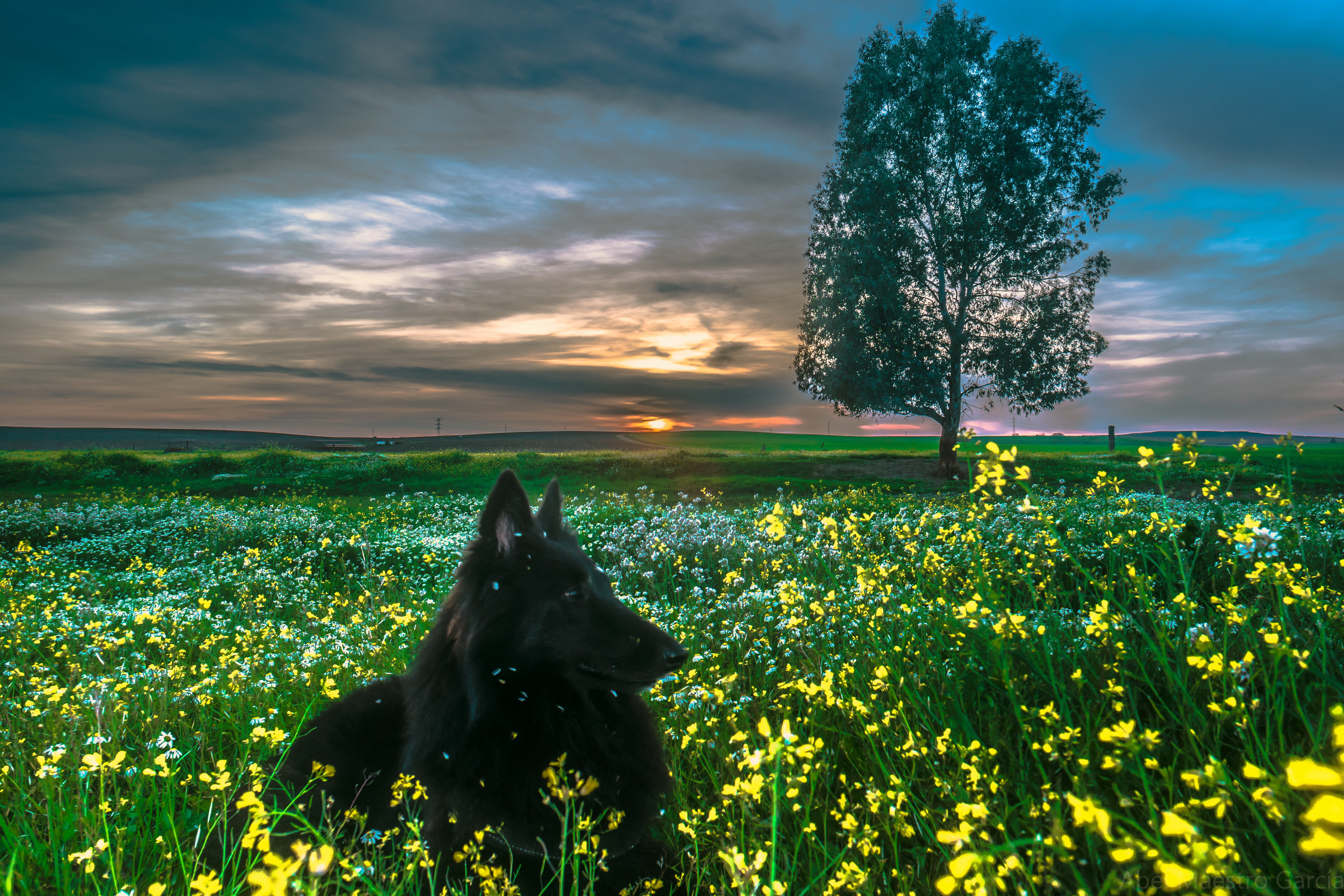dog, prado, perro, Nut, belga, andalucia, flower, de, europa, plants, black dog, coated, spain, grass, landscape, lying, Abel, pet, nature, Invierno, photo, HD Wallpaper