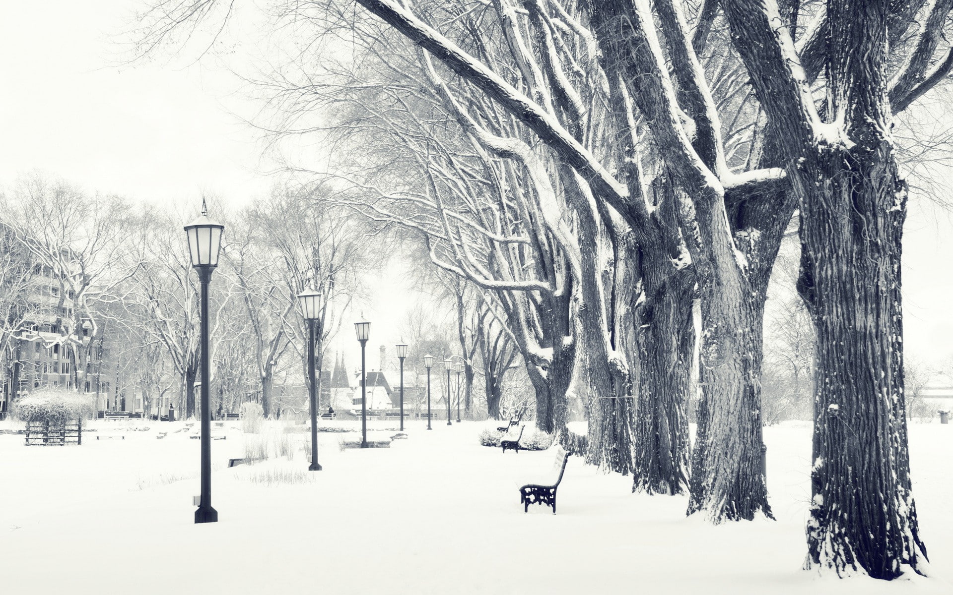 trees, white, park, nature, bench, winter, hd, snow, 1080P, HD Wallpaper