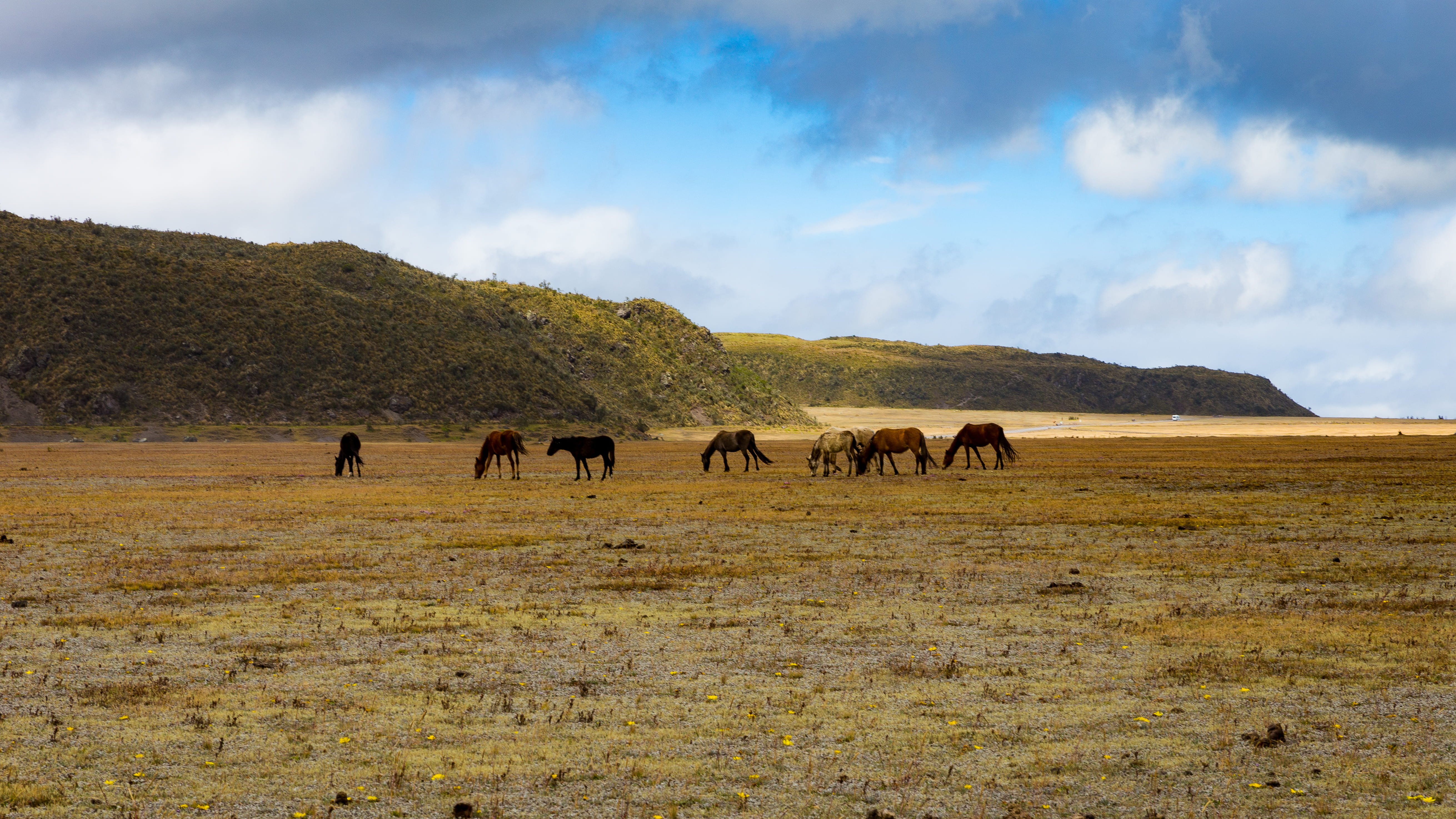animales, field, domestic, outdoors, animal wildlife, domestic animals, caballos salvajes, animals in the wild, cotopaxi, amarillo, parque nacional, group of animals, HD Wallpaper