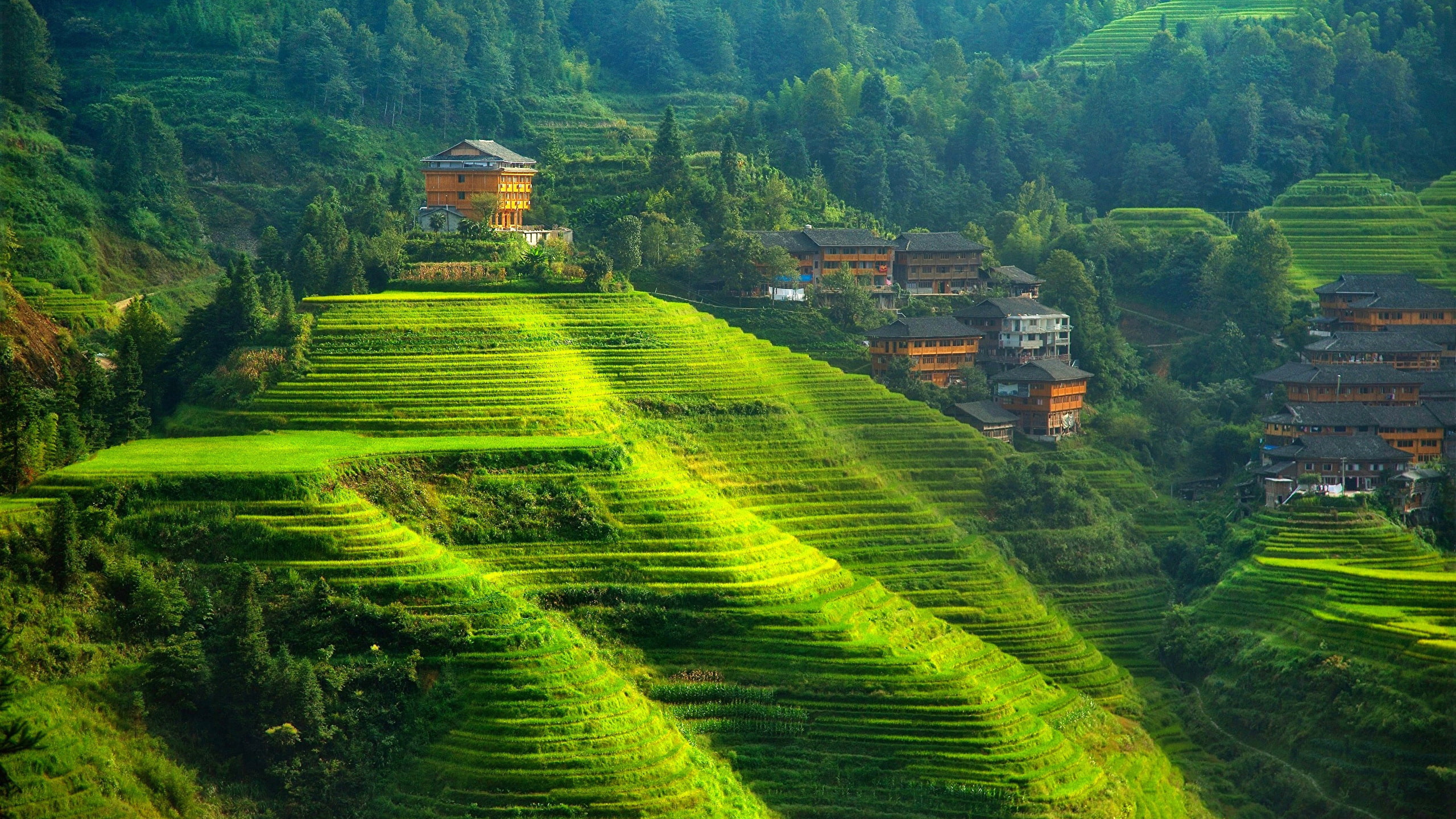2K, sri, lanka, plantacion, paisaje, campos, HD Wallpaper