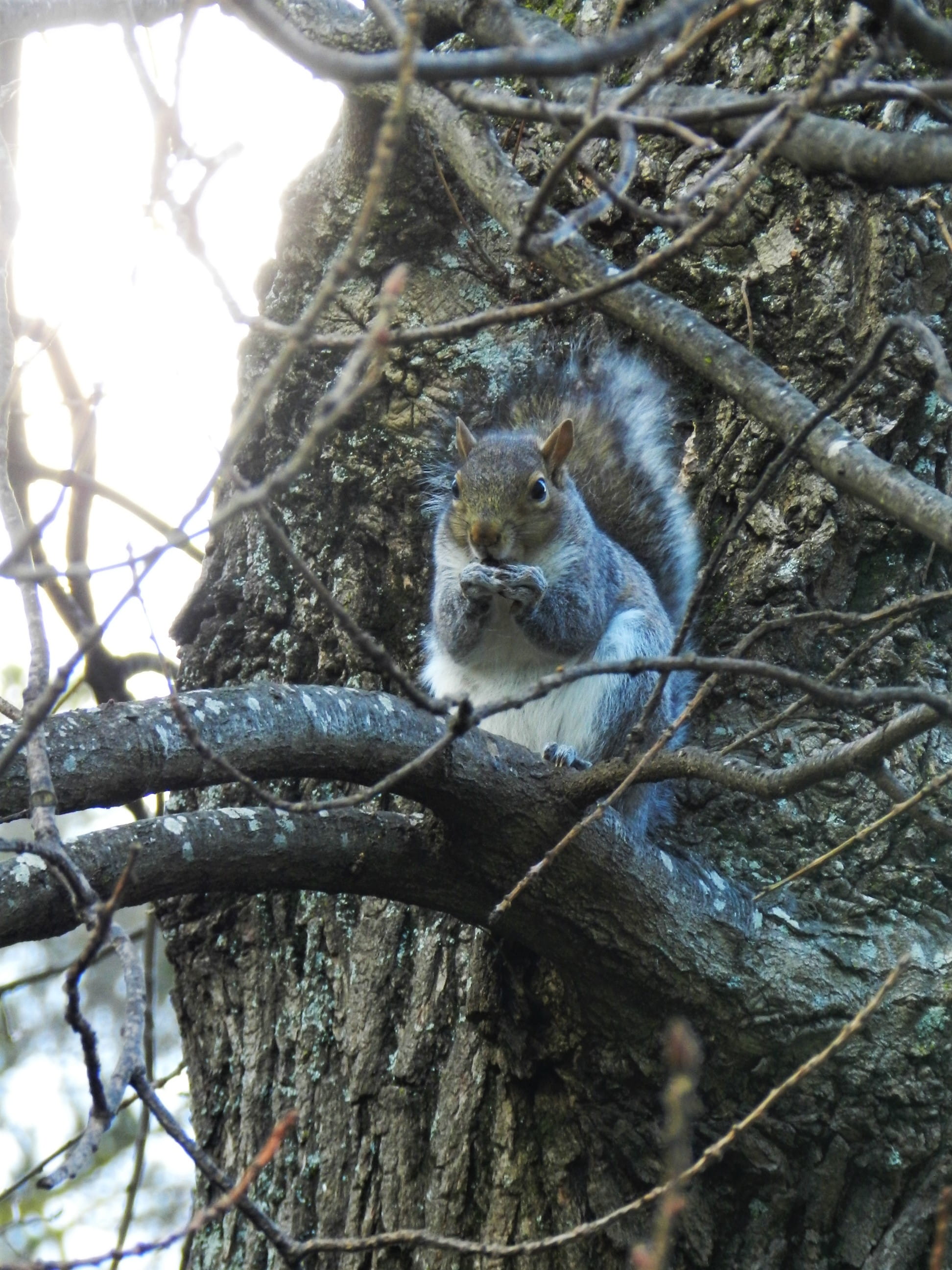 trunk, tierna, plant, animal, low angle view, rondebosch, fury, fall, 2K, cape town, cute, eyes, paws, animal wildlife, tierno, tree, nut, squirrel, south africa, Phone HD Wallpaper