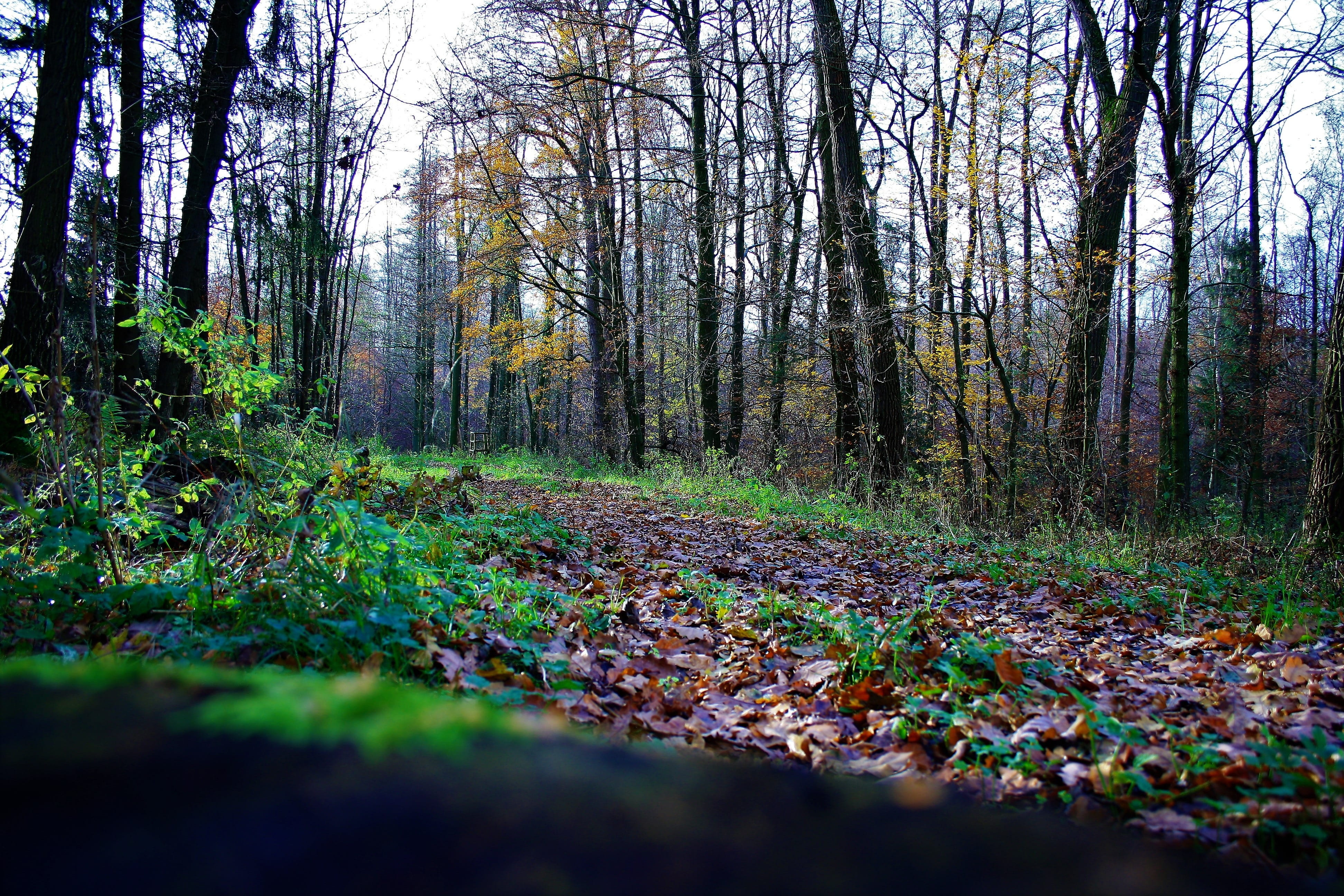trees, nature, forest, day, tree, trunk, no people, tranquil scene, leaf, growth, landscape, woodland, land, bosque, scenics - nature, tree trunk, 4K, HD Wallpaper
