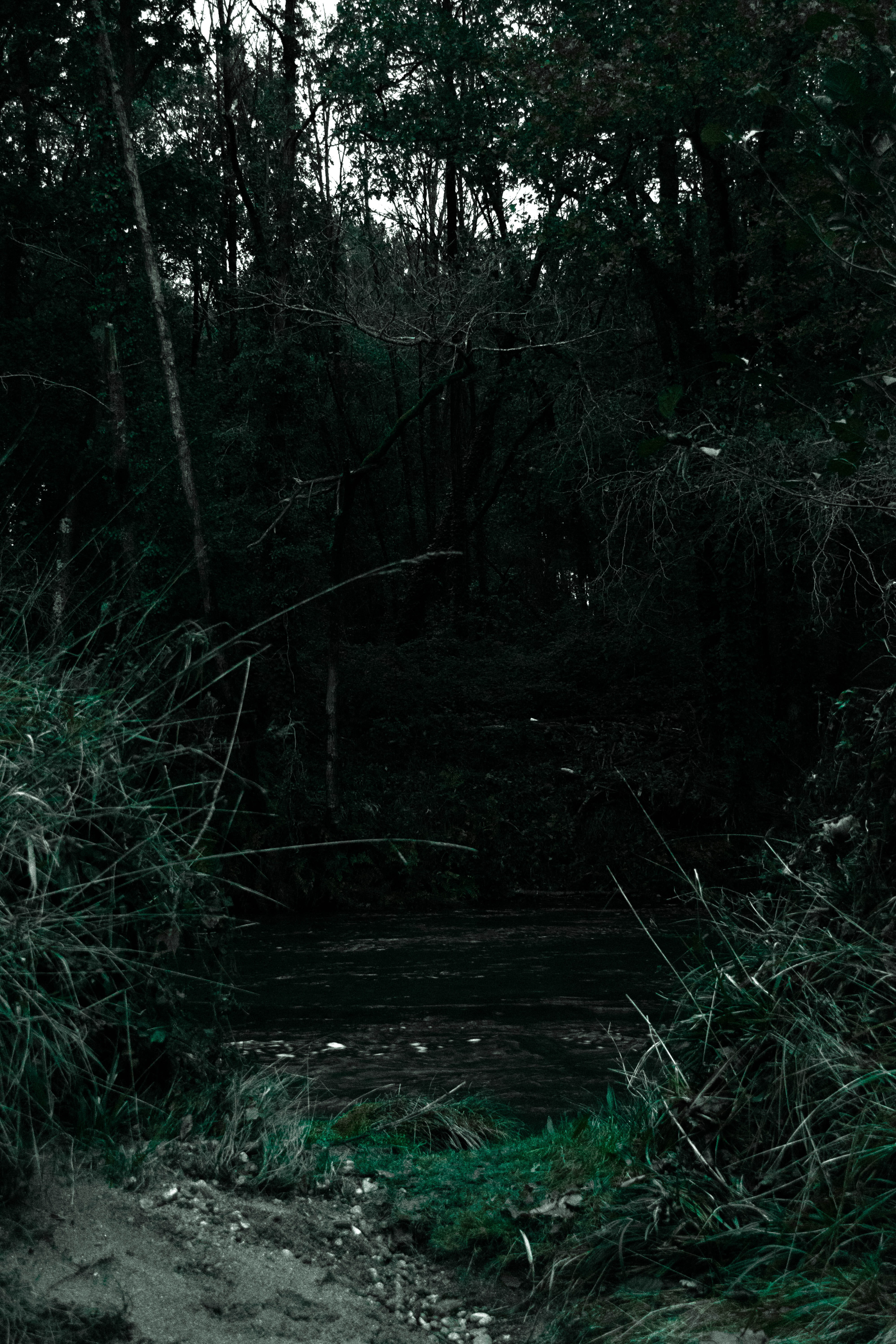 aventura, salvaje, no people, direction, into, autumn, woodland, outdoors, day, otoño, naturaleza, galicia, bosque, spooky, spain, 5K, misterio, dark, Phone HD Wallpaper