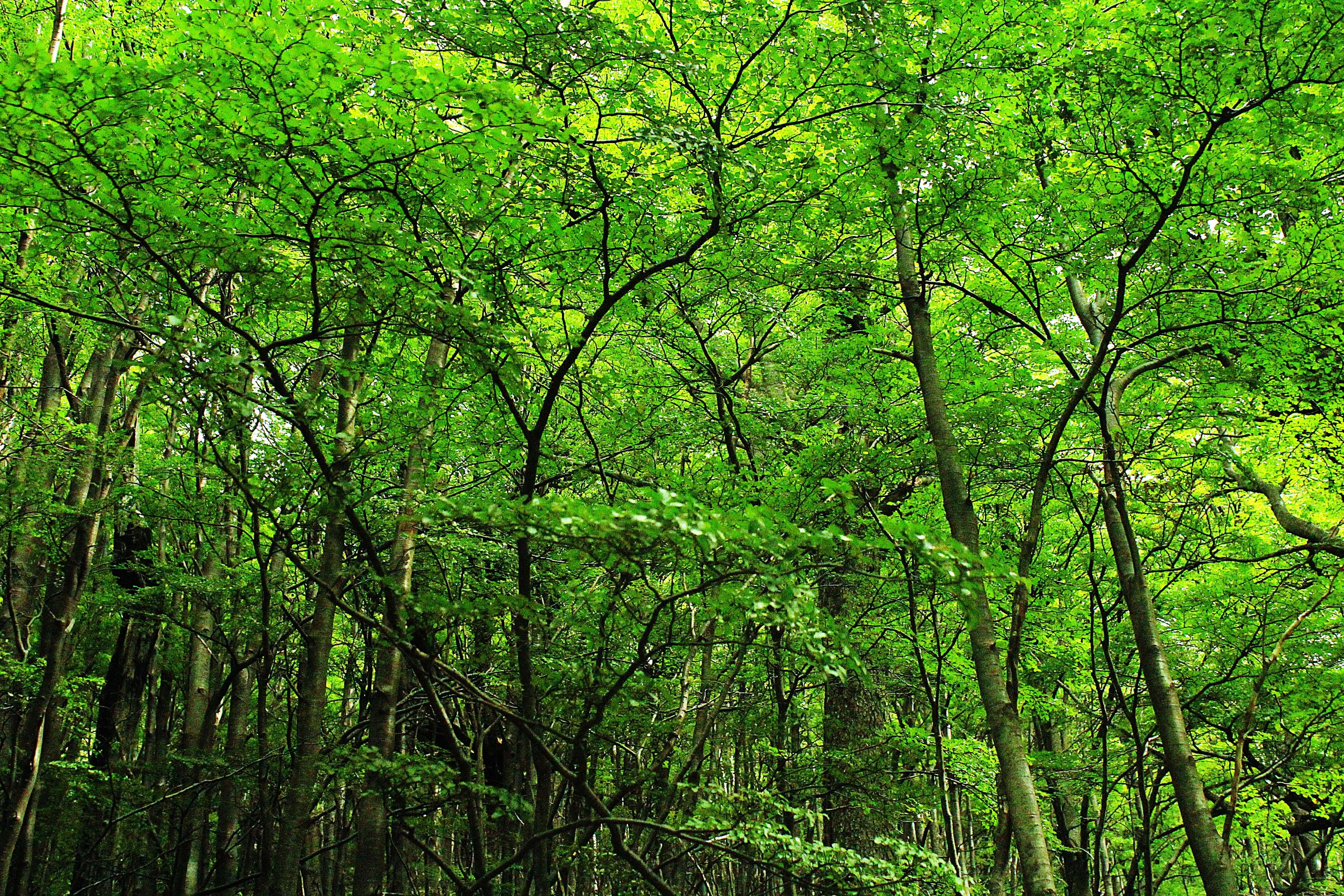 forest, sur de chile, woodland, scenics - nature, growth, green color, bamboo - plant, full frame, tree, biodiversity, land, chile, nature, torres del paine national park, HD Wallpaper