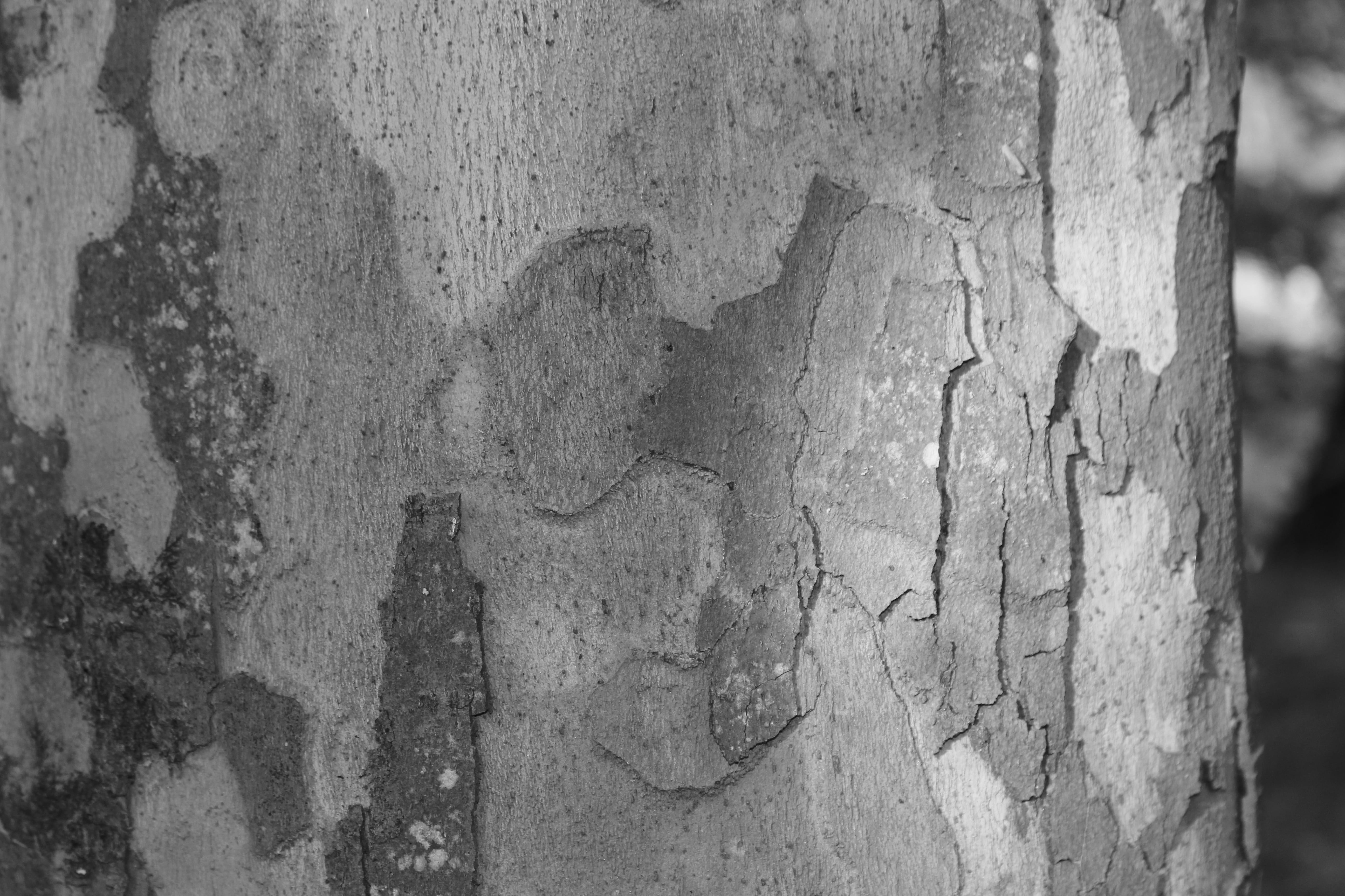 bosque, full frame, texturas de la naturalesa, trunk, pattern, textured effect, craft, rough, old, bark of the tree, textura, corteza, close-up, heart shape, HD Wallpaper
