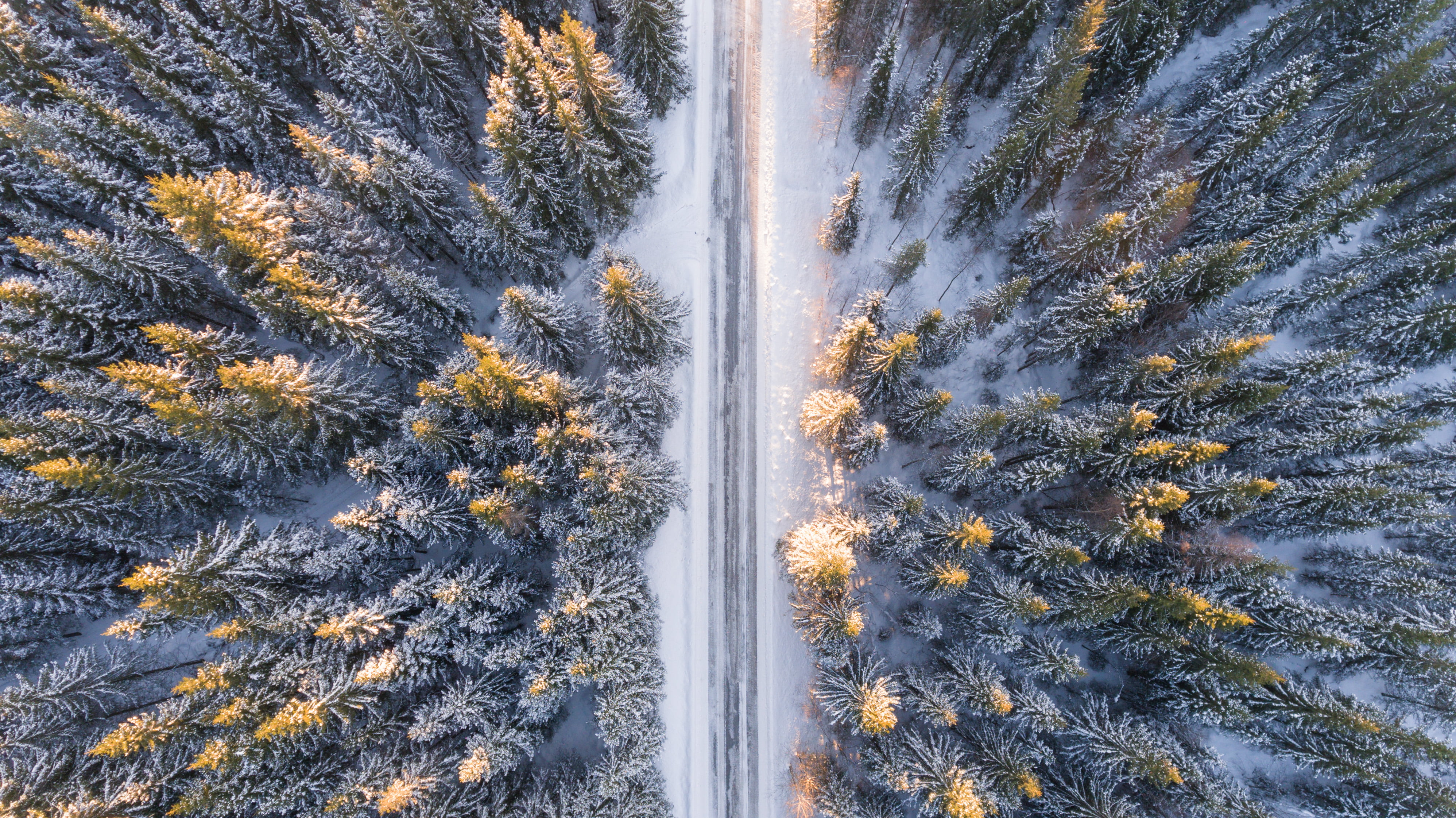 autumn, christmas, woodland, idyllic, plant, yellow, weather, aerial, snow, 4K, photography, mountain, white, season, fir Tree, cold - Temperature, day, HD Wallpaper