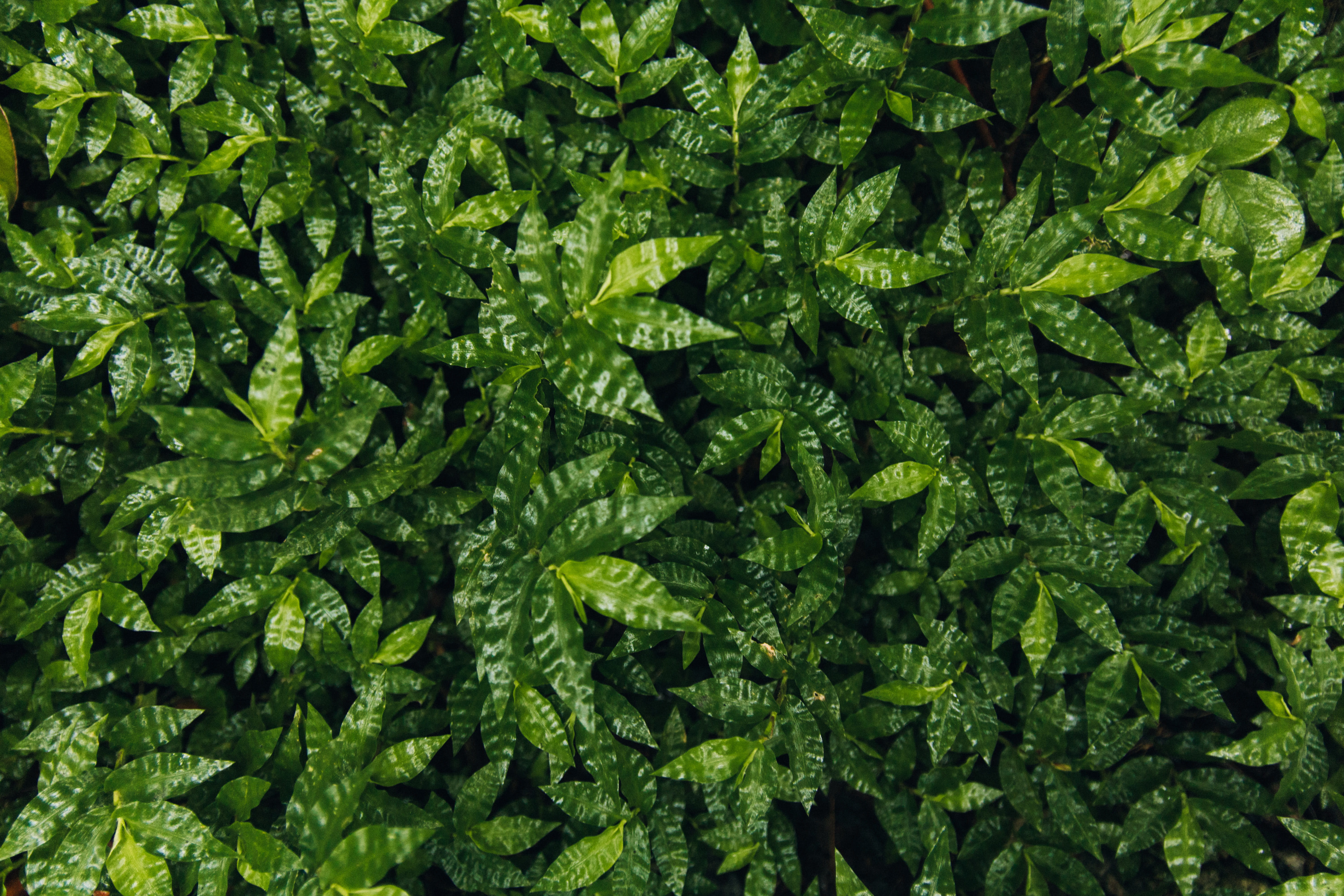 green, close-up, plant part, panama, nature, beauty in nature, leaves, forest, leaf, growth, backgrounds, wellbeing, hojas, bosques, directly above, outdoors, HD Wallpaper
