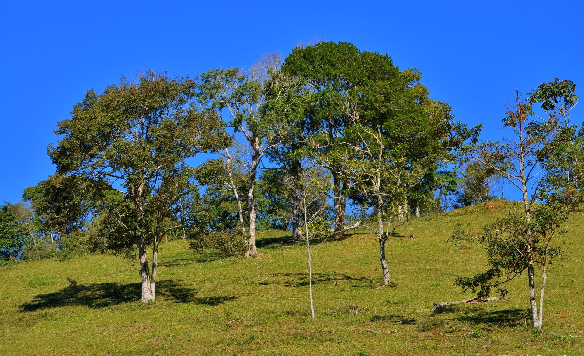 Landscape, field, clear sky, sky, grove, day, beauty in nature, no people, tree, trees, tranquil scene, ceu, grass, environment, Nature, plant, non-urban scene, HD Wallpaper