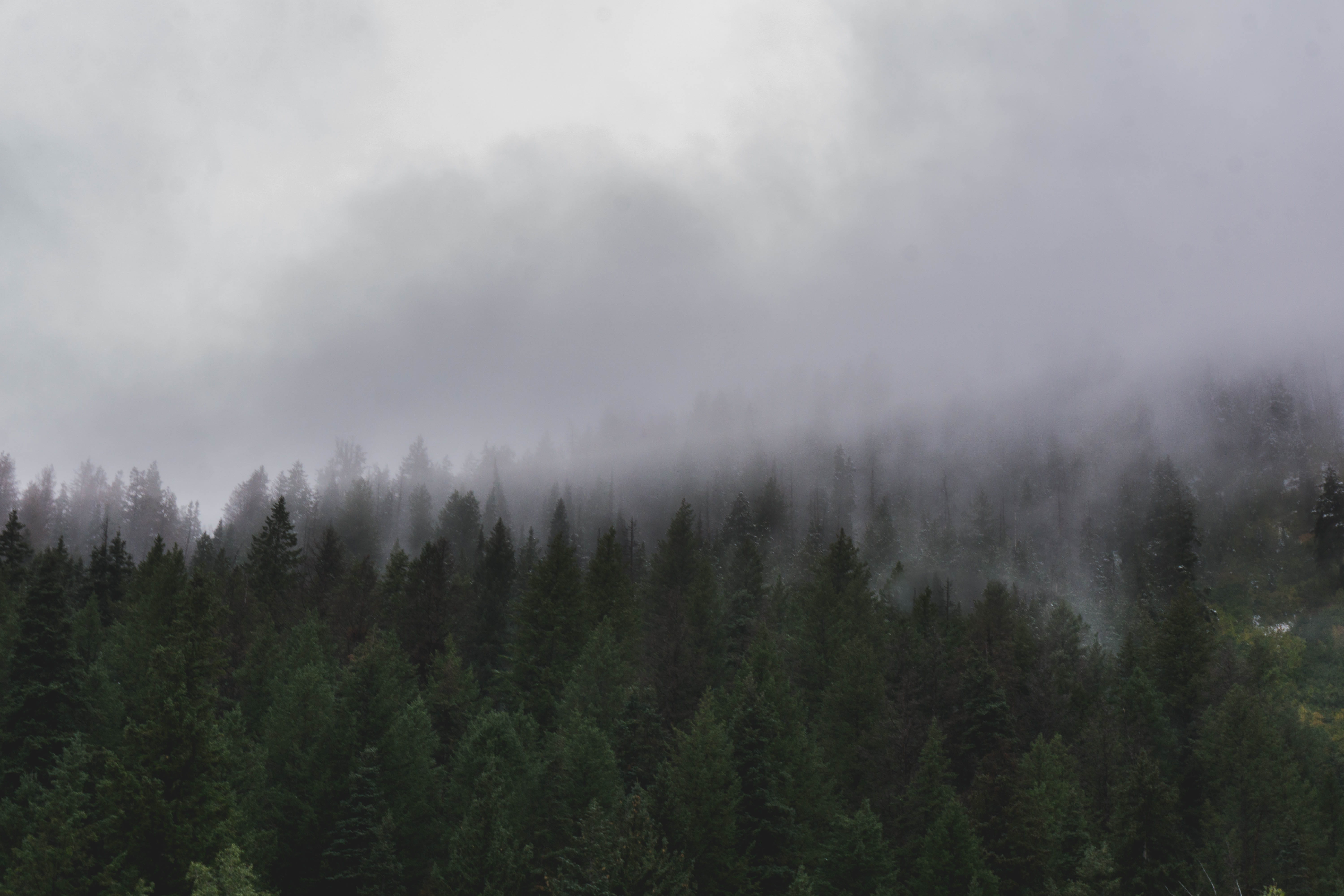 pine tree, no people, woodland, tranquility, land, landscape, cold, trees, 5K, cloud - sky, environment, arbol, hike, mountains, non-urban scene, tranquil scene, HD Wallpaper