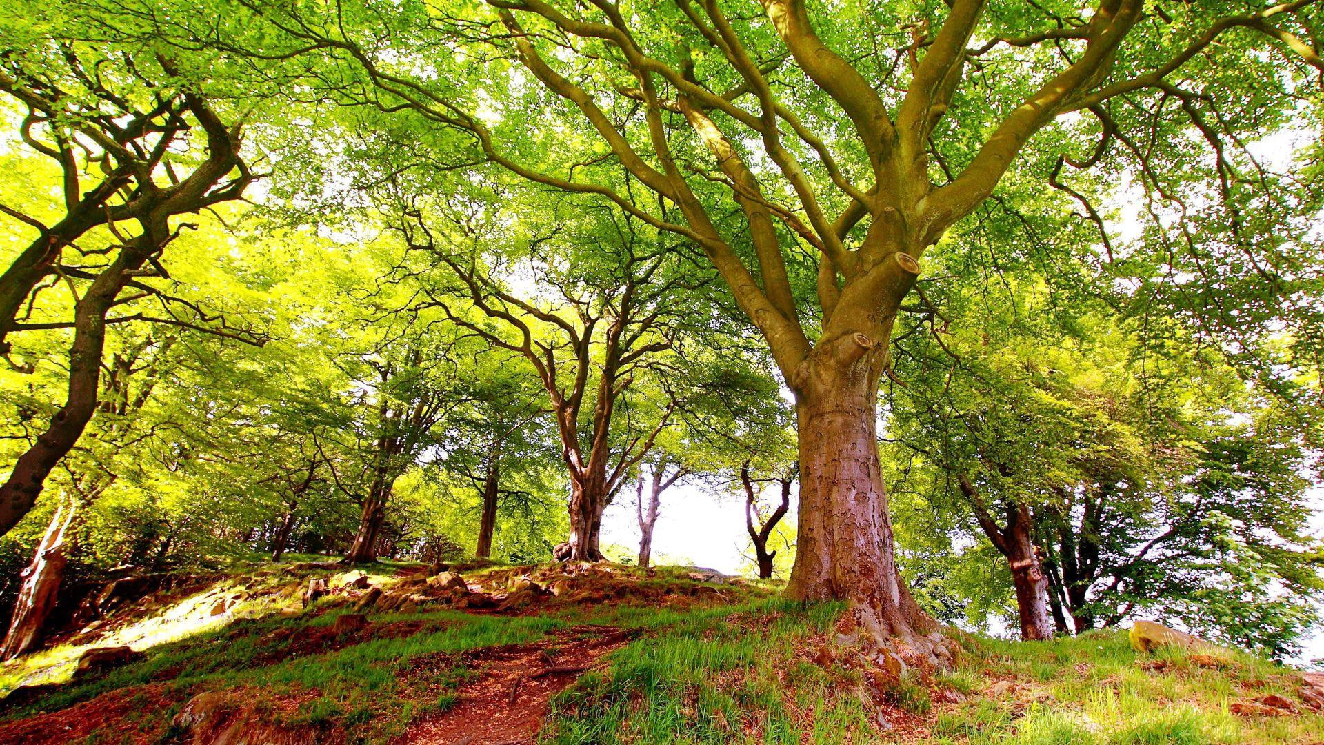 trees, 3d and abstract, forest, 1080P, green, nature, HD Wallpaper