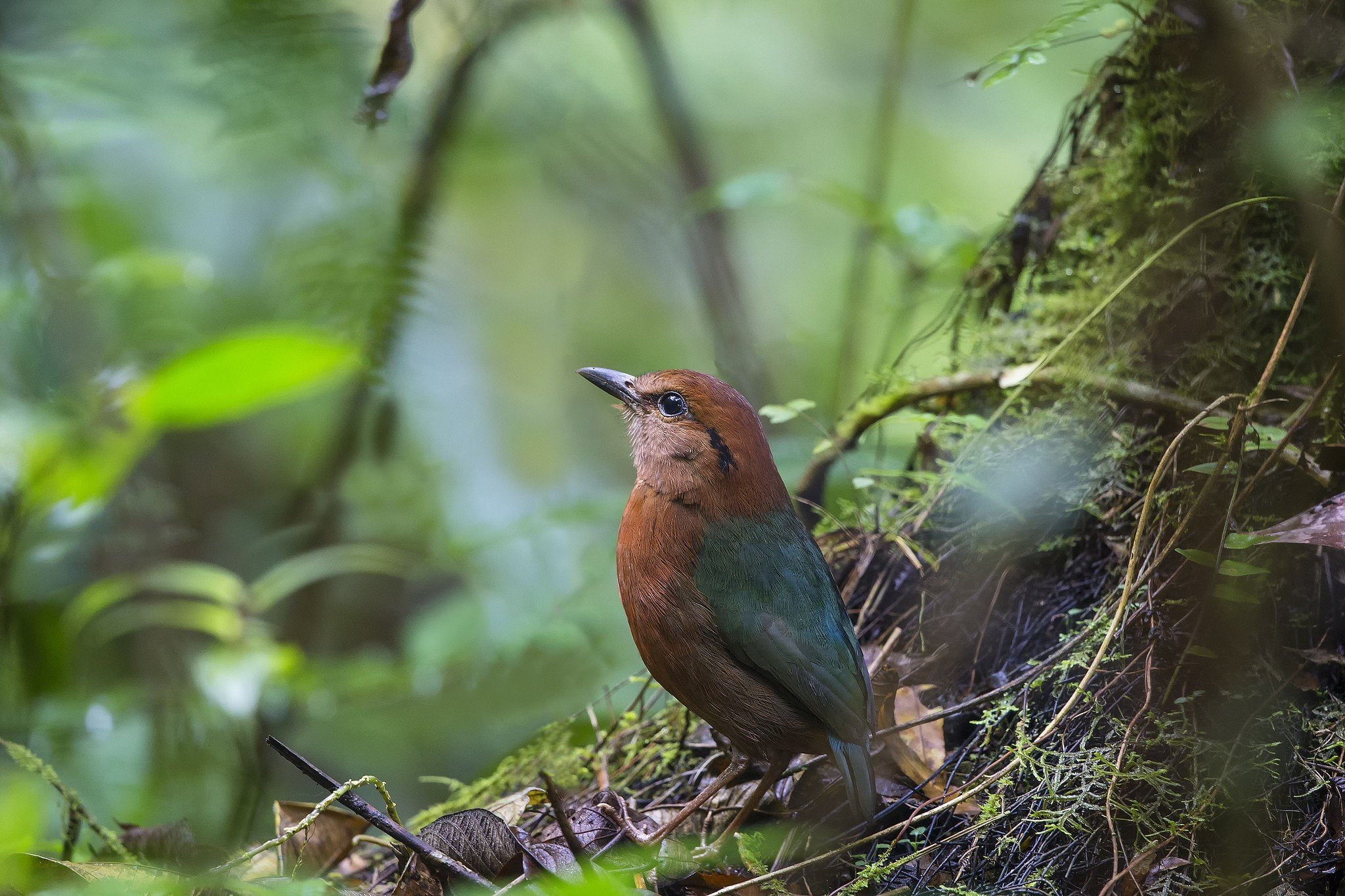 1080P, Ave, Pajaro, Animales, Bosque, HD Wallpaper