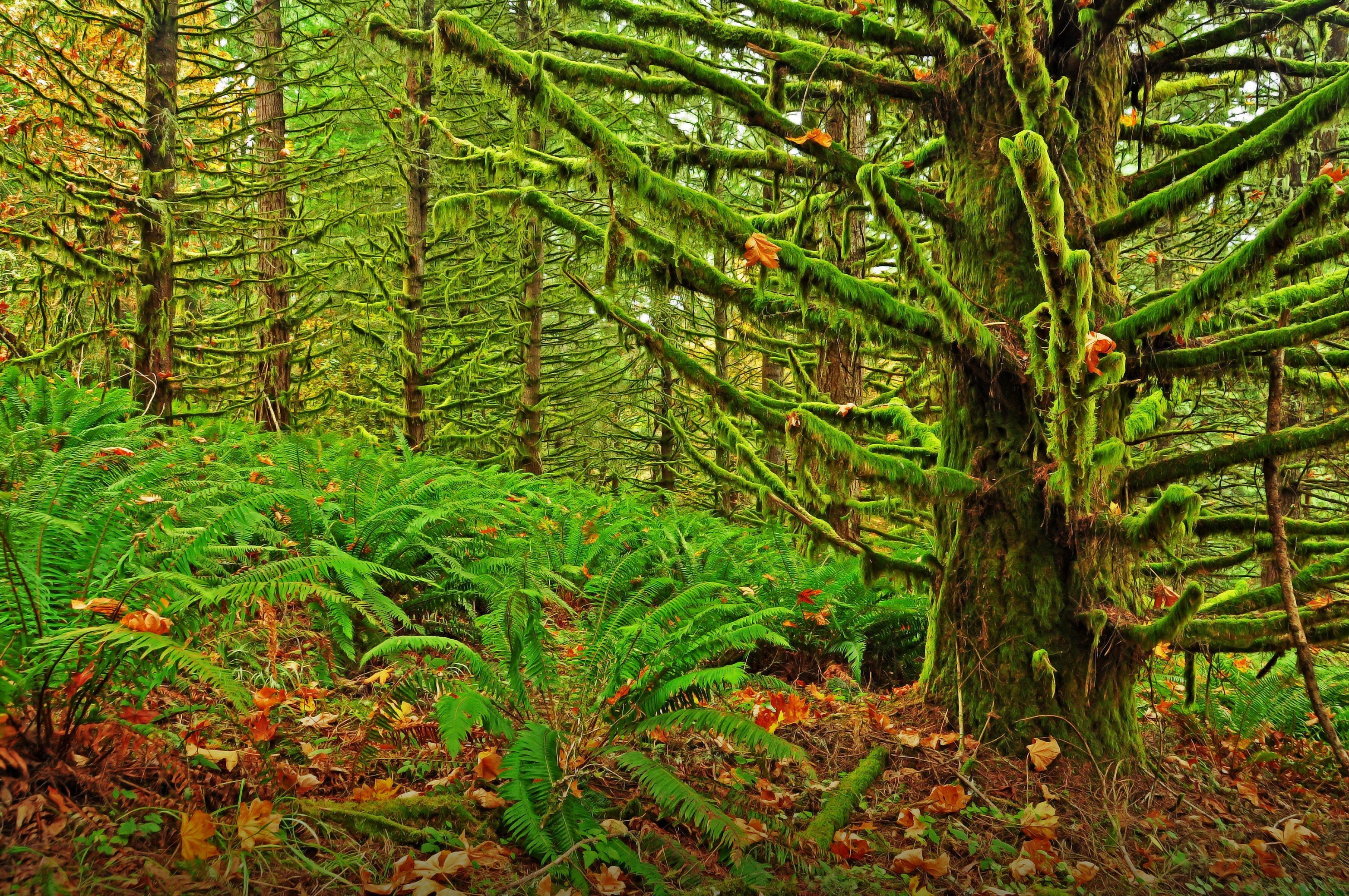 bosque, 2K, arboles, naturaleza, HD Wallpaper