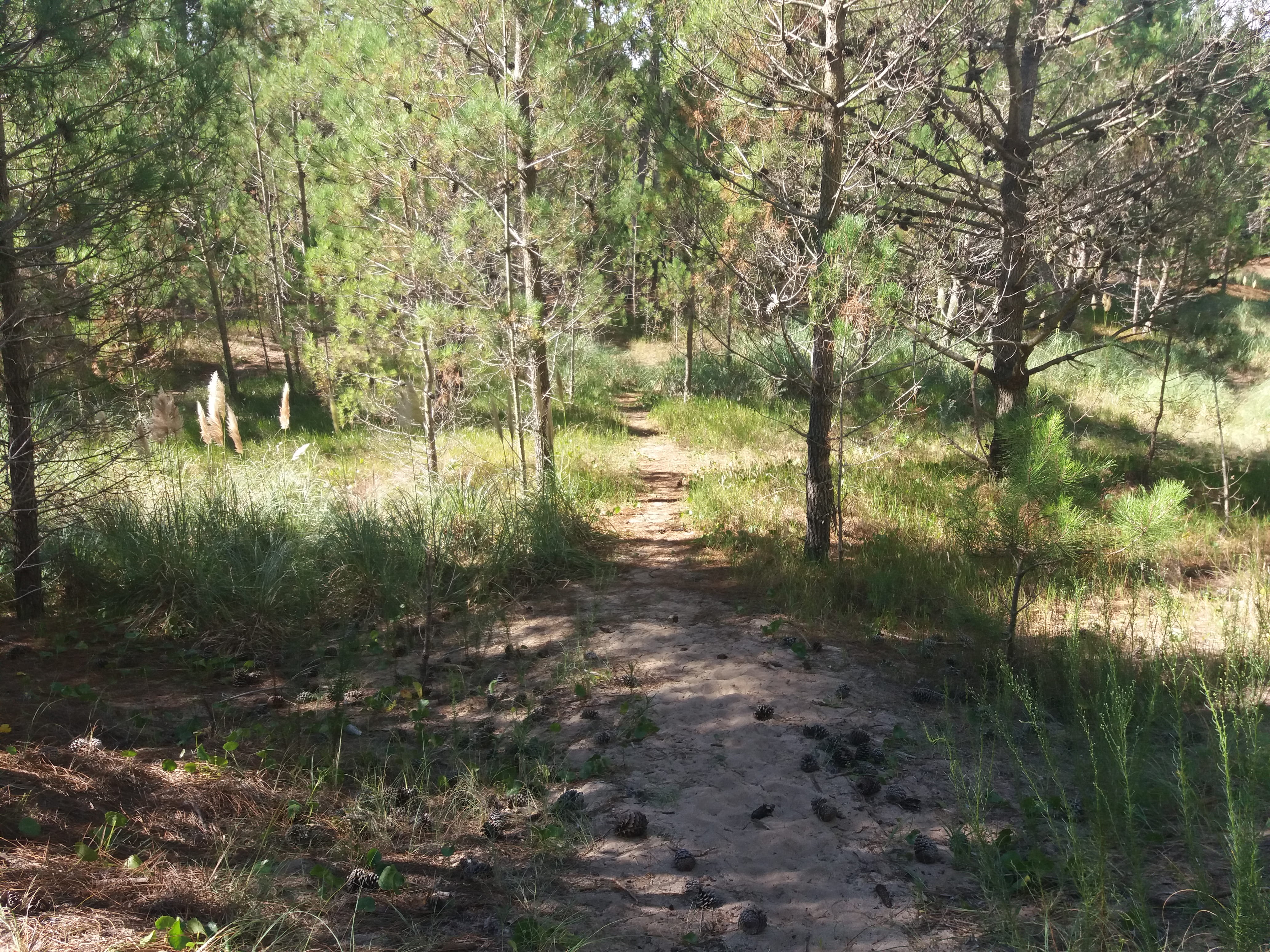 outdoors, direction, tree, footpath, trees, pine trees, the way forward, non-urban scene, árboles, pinos, trail, day, mardelaspampas.com.ar, path, land, HD Wallpaper