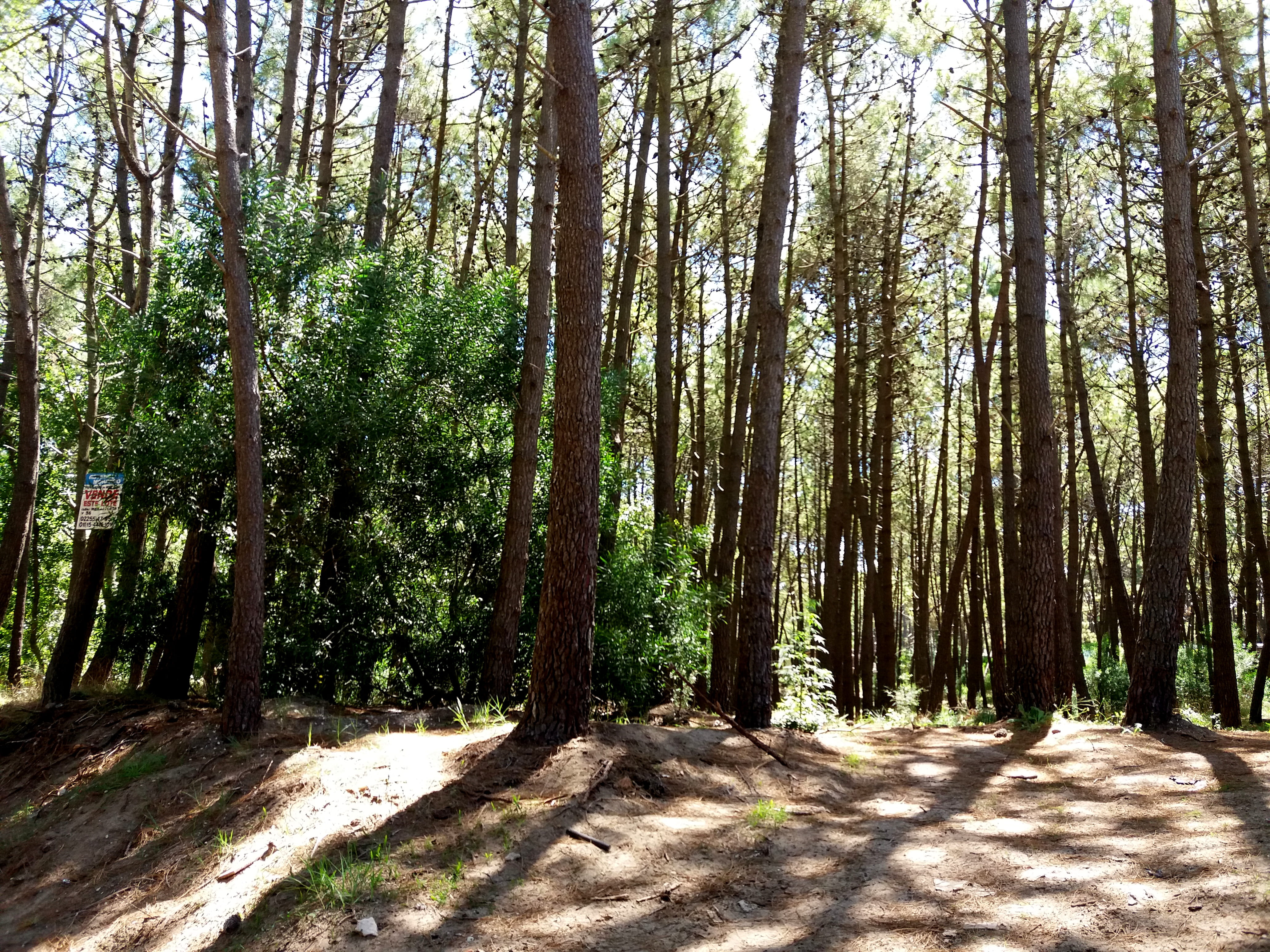 tree, tree trunk, green color, no people, mardelaspampas.com.ar, woodland, day, 4K, trees, shadow, beauty in nature, land, bosque, outdoors, trunk, argentina, HD Wallpaper