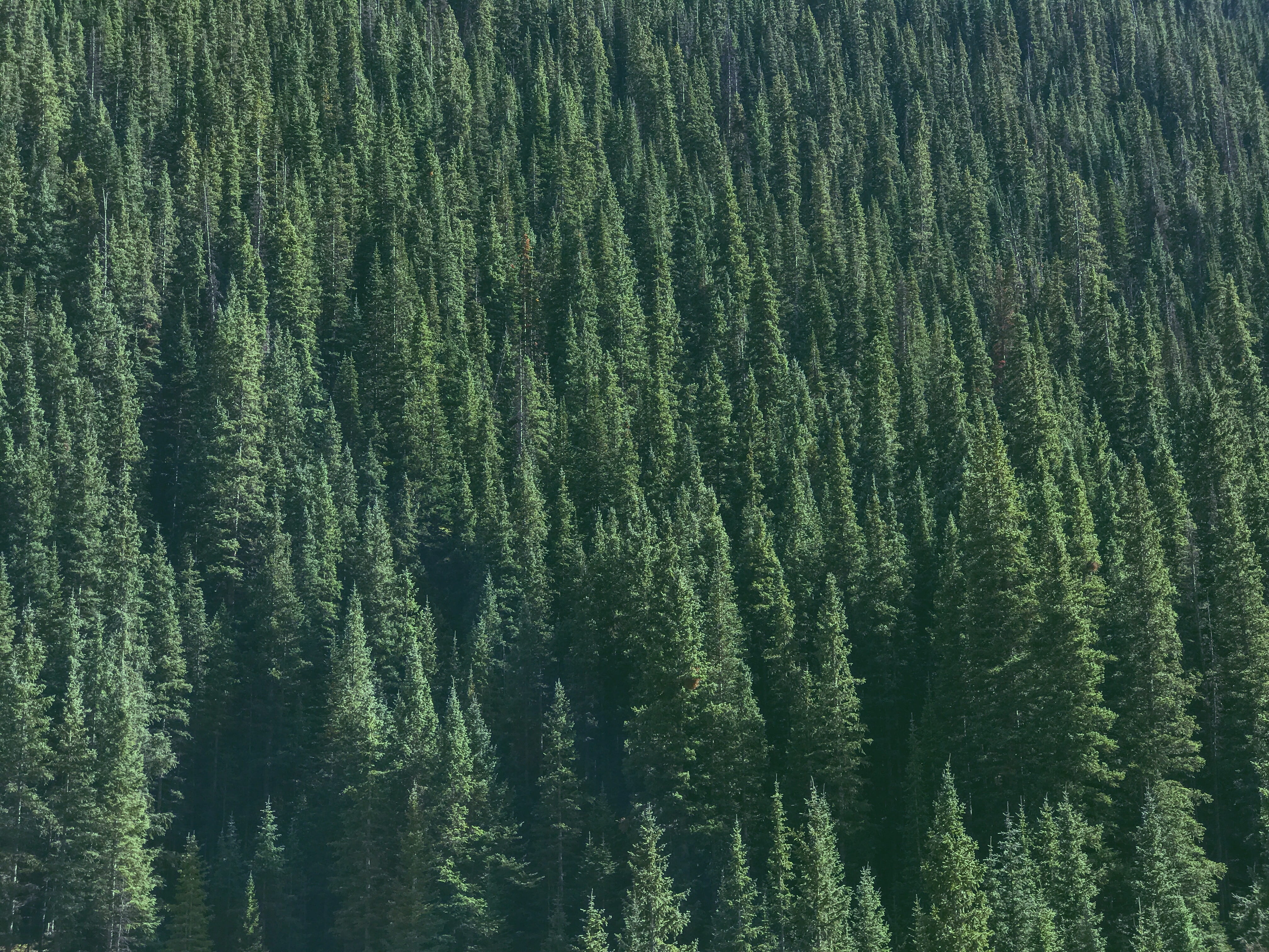 mountain, outdoors, árbole, environment, landscape, growth, woodland, naturaleza, aerial, land, pine tree, tranquil scene, plant, day, green color, evergreen tree, HD Wallpaper