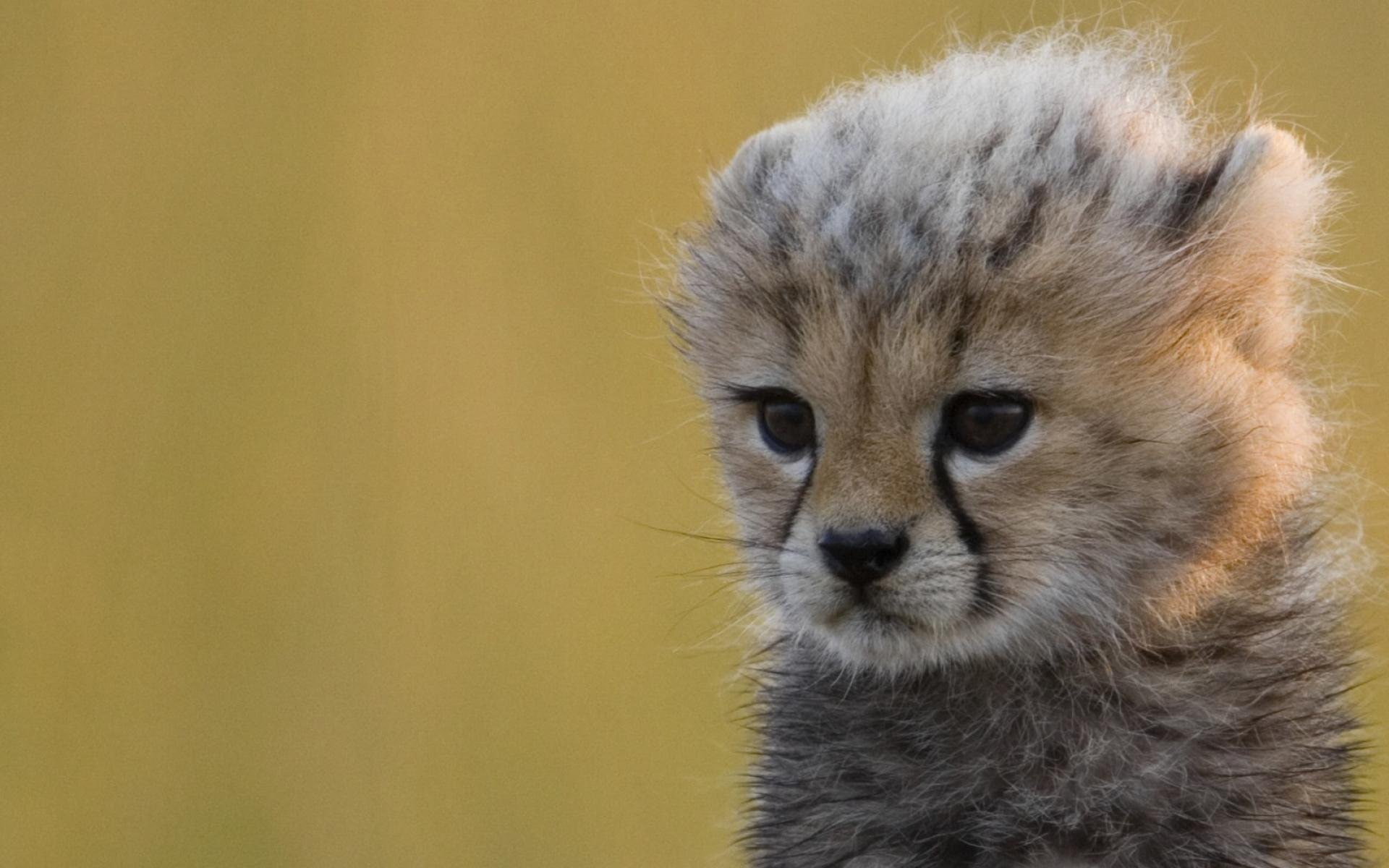 Guepardo, Felino, animal, De, looking away, mammal, close-up, animal head, no people, animals in the wild, animal body part, Animales, pets, cheetah, whisker, HD Wallpaper