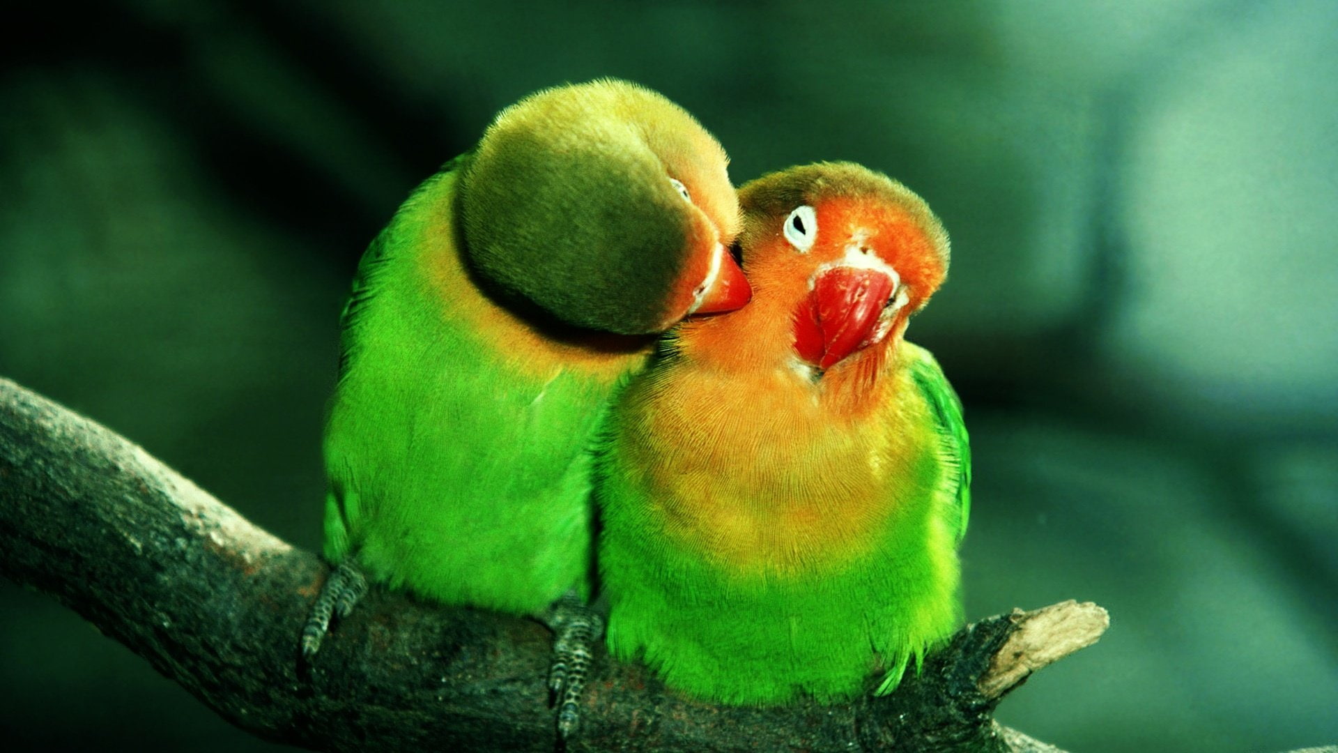 periquitos, animales, 1080P, HD Wallpaper