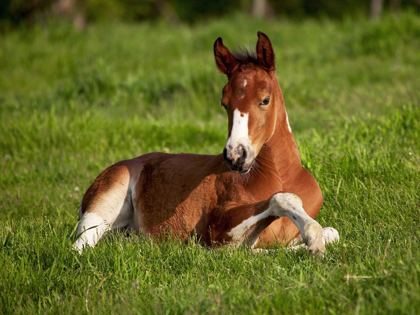 720P, caballo, animales, potro, HD Wallpaper