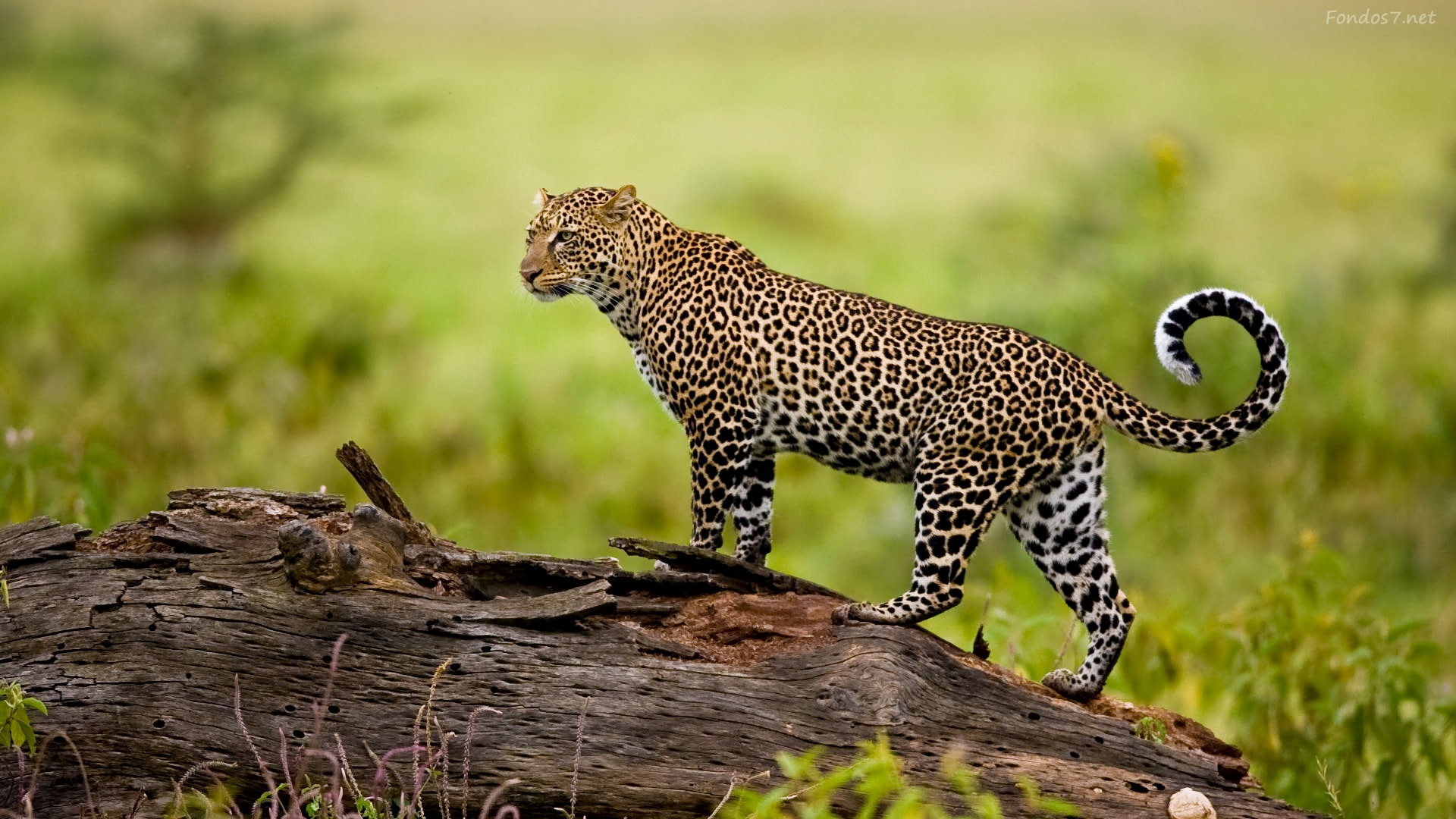 cheetah, tree, animals in the wild, animales, feline, undomesticated cat, focus on foreground, big cat, felino, wood, animal wildlife, animals hunting, HD Wallpaper