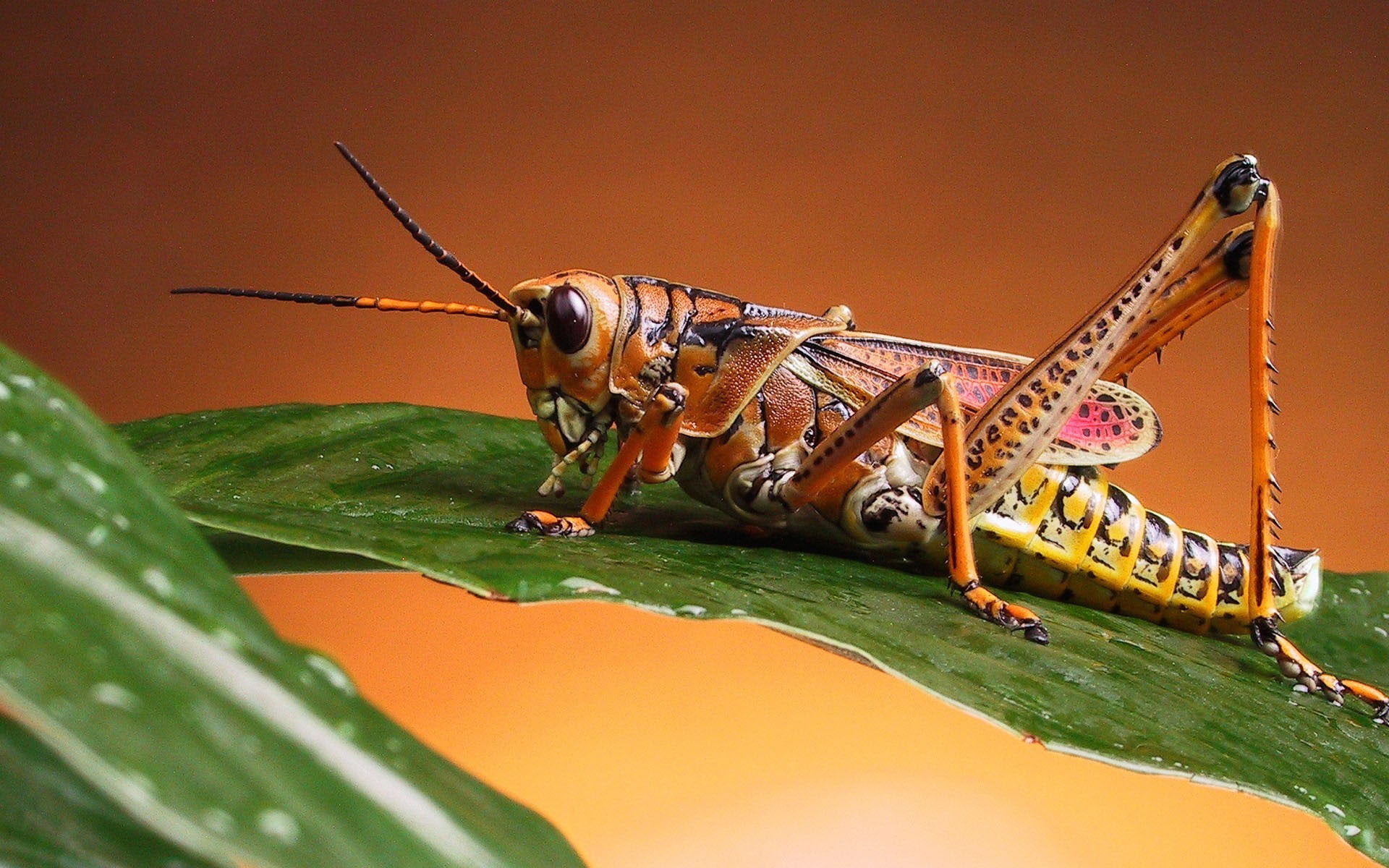 saltamontes, 1080P, animales, insecto, hoja, HD Wallpaper