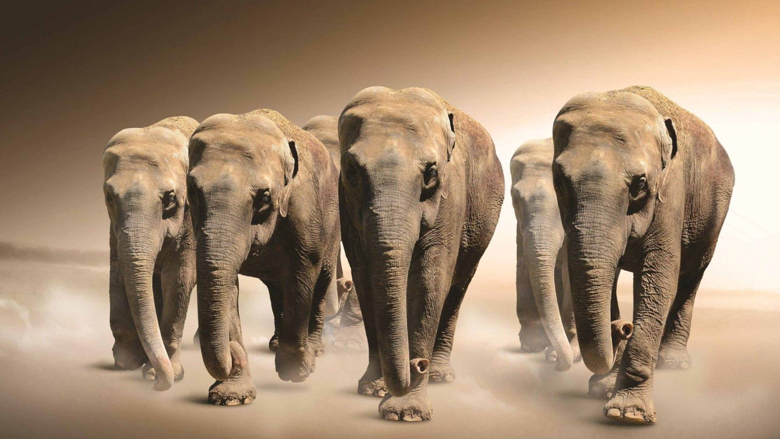 2K, elefantes-manada-animales, HD Wallpaper