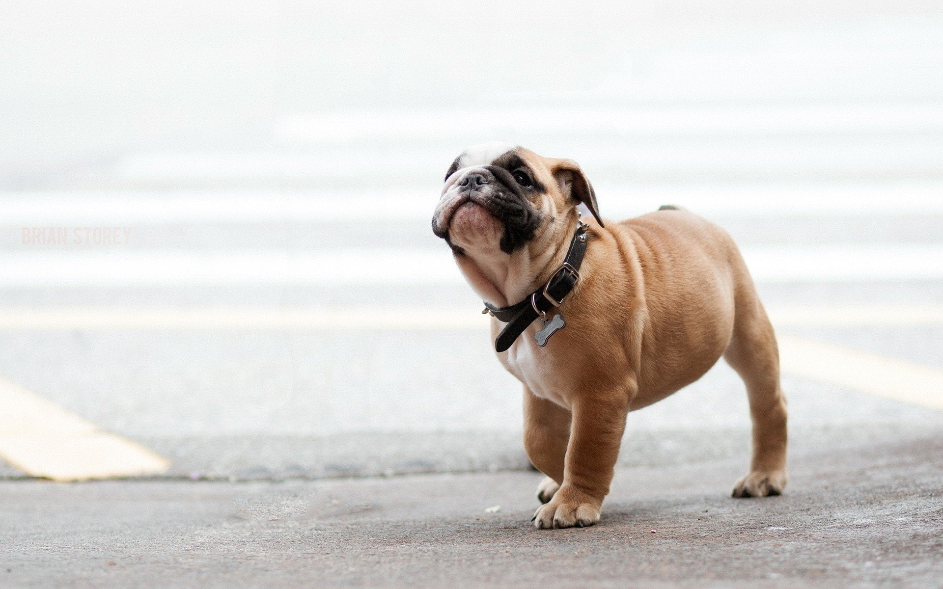 no people, small, vertebrate, Perro, mammal, animal themes, dog, domestic, day, looking, one animal, canine, Playa, domestic animals, water, bulldog, pug, HD Wallpaper