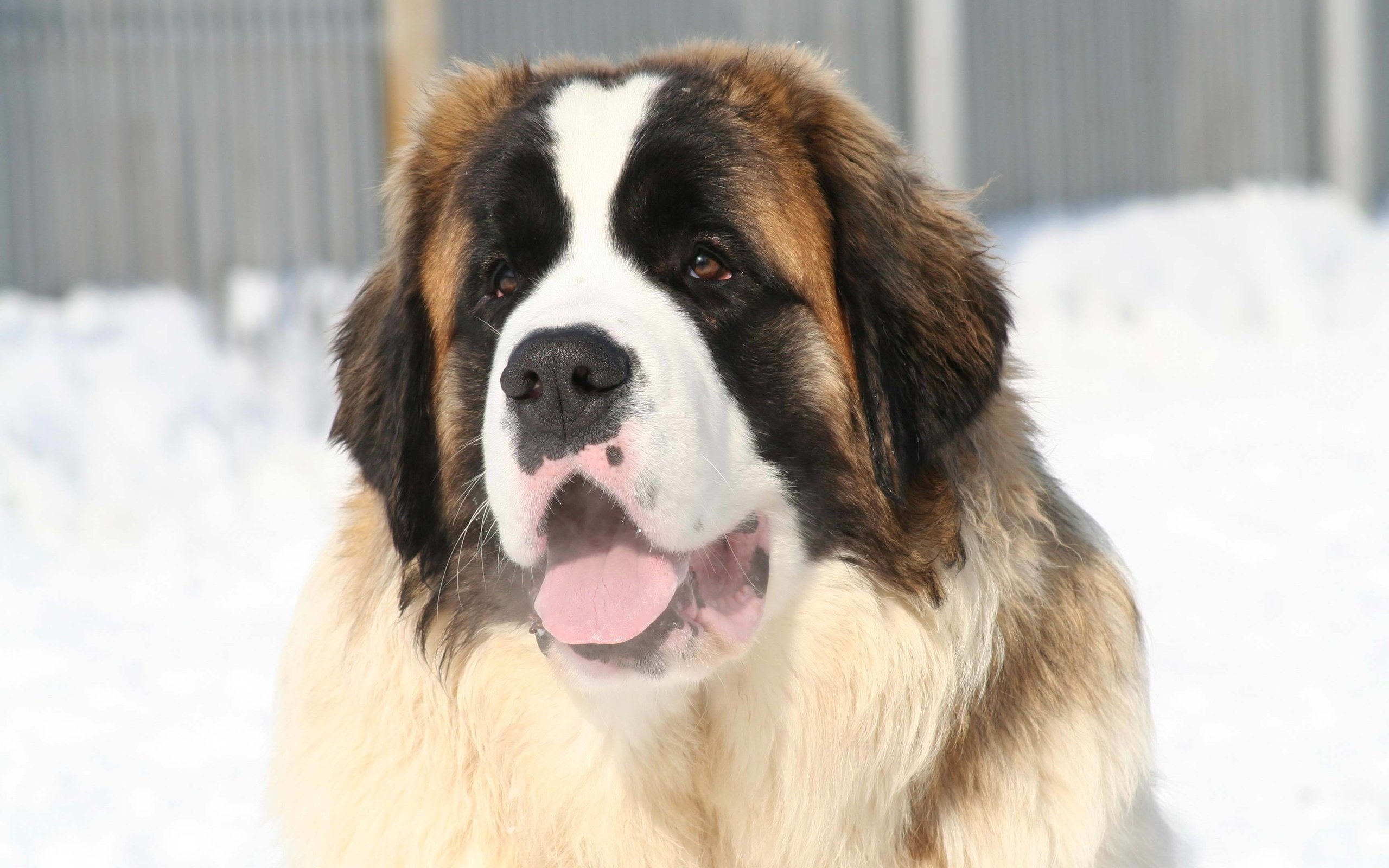 nieve, san, animales, perro, 2K, HD Wallpaper
