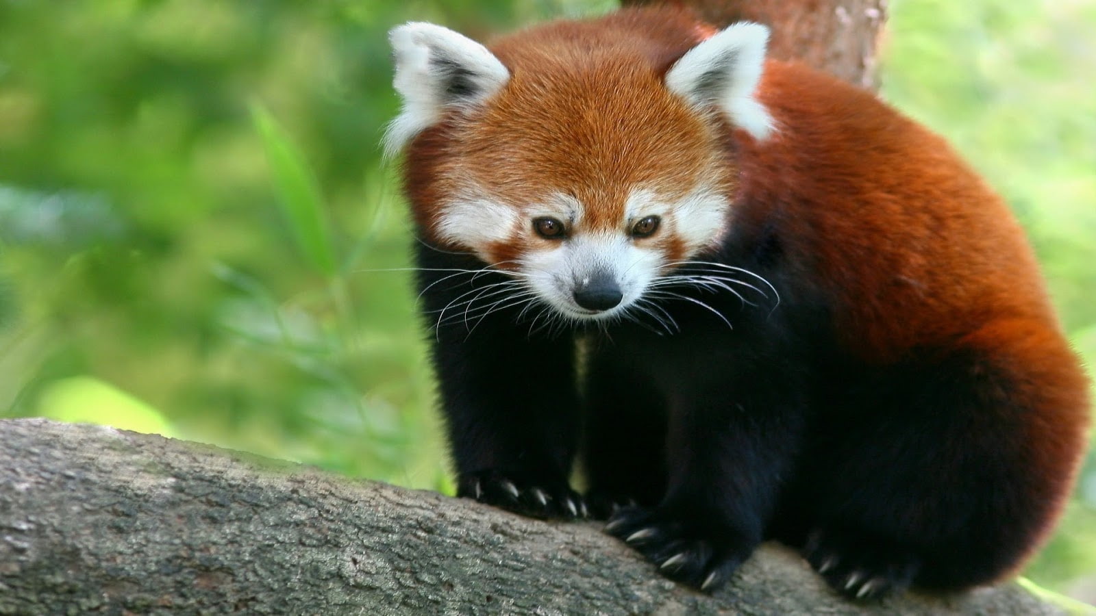 animales, mamiferos, 720P, oso, rojo, panda, HD Wallpaper