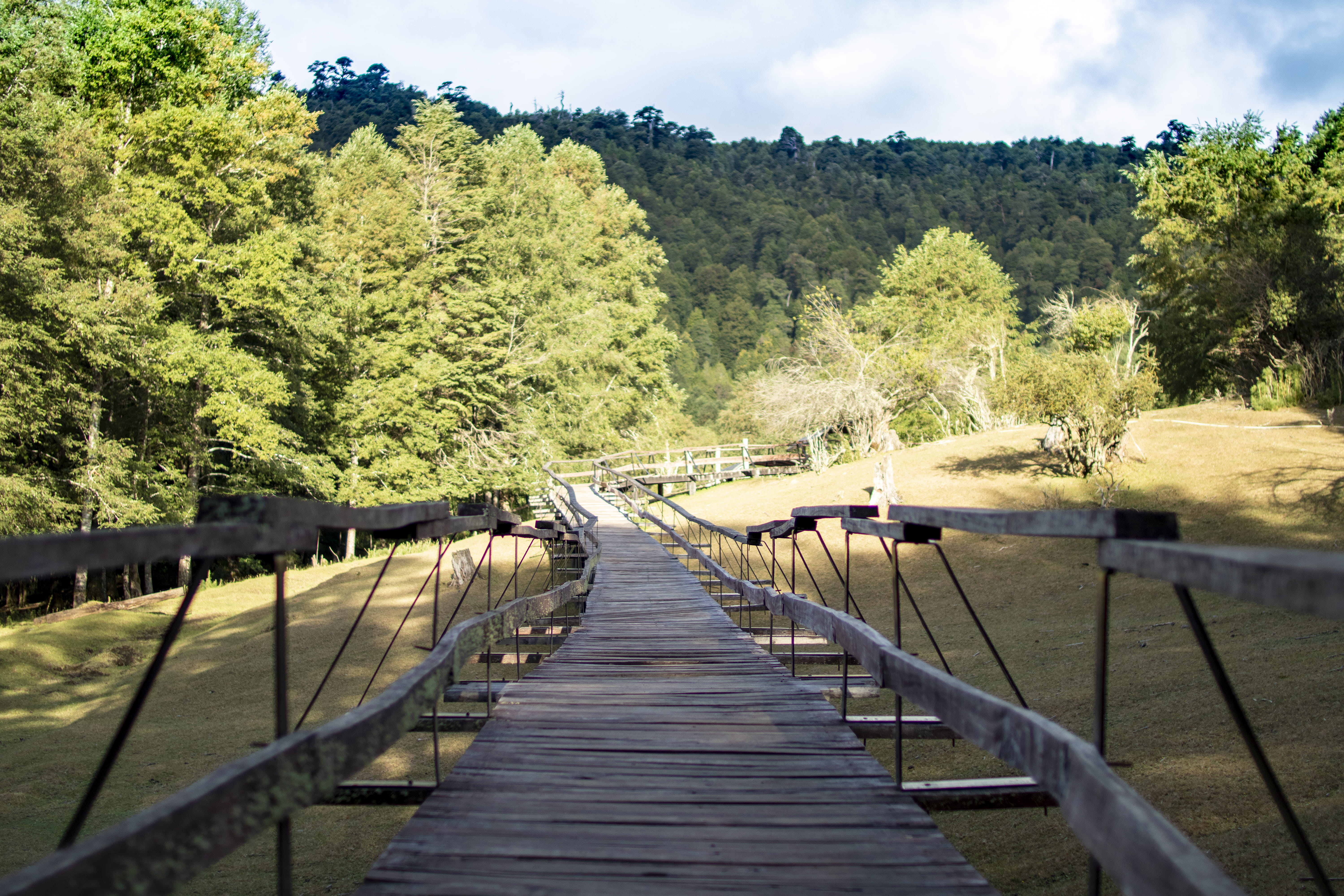 chile, nature, waterfront, handrail, green color, direction, tranquil scene, daylight, wooden, green, long, land, wood - material, tree, neltume, beauty in nature, HD Wallpaper