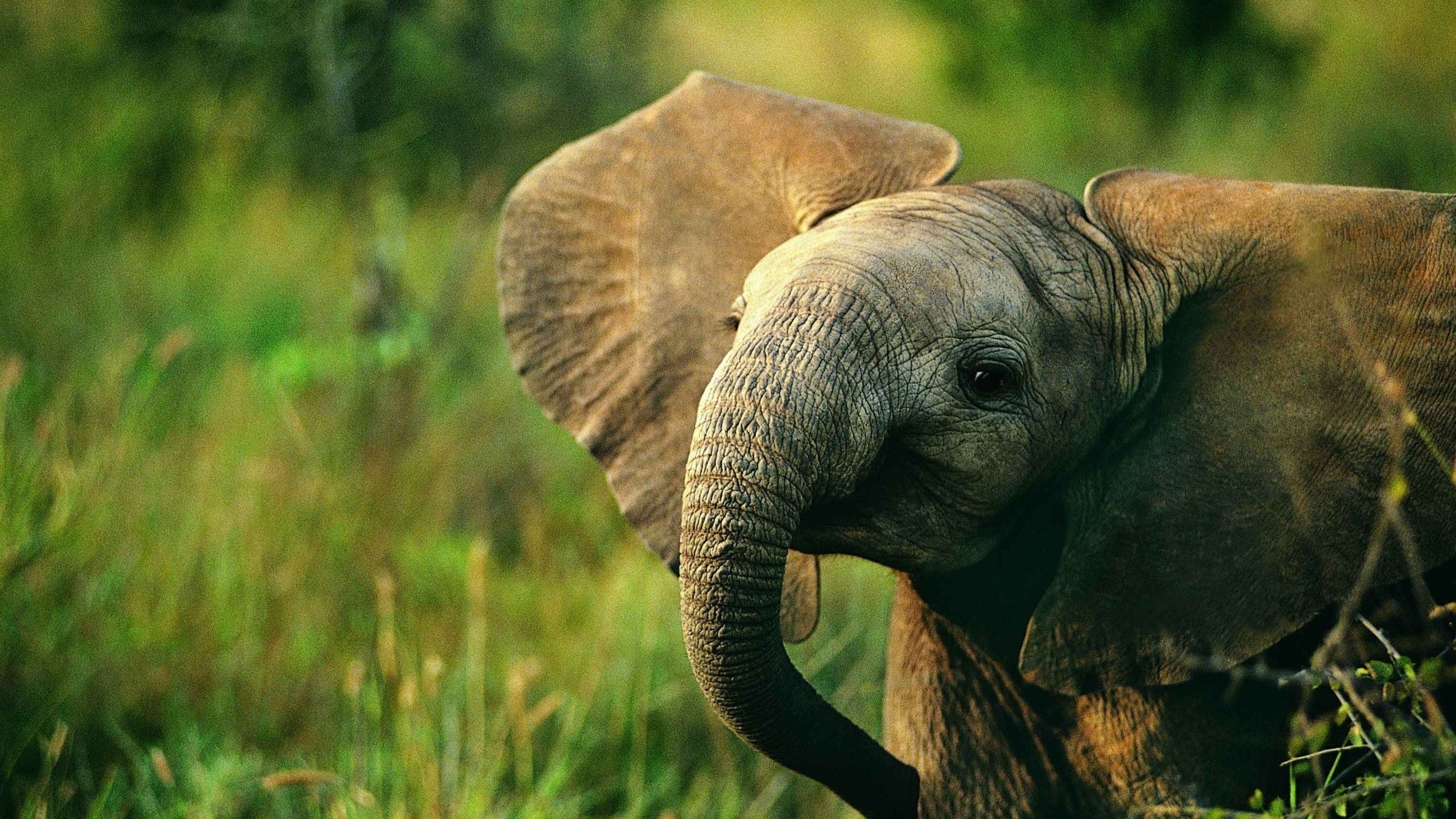 baby, animales, elefante, cria, 2K, HD Wallpaper