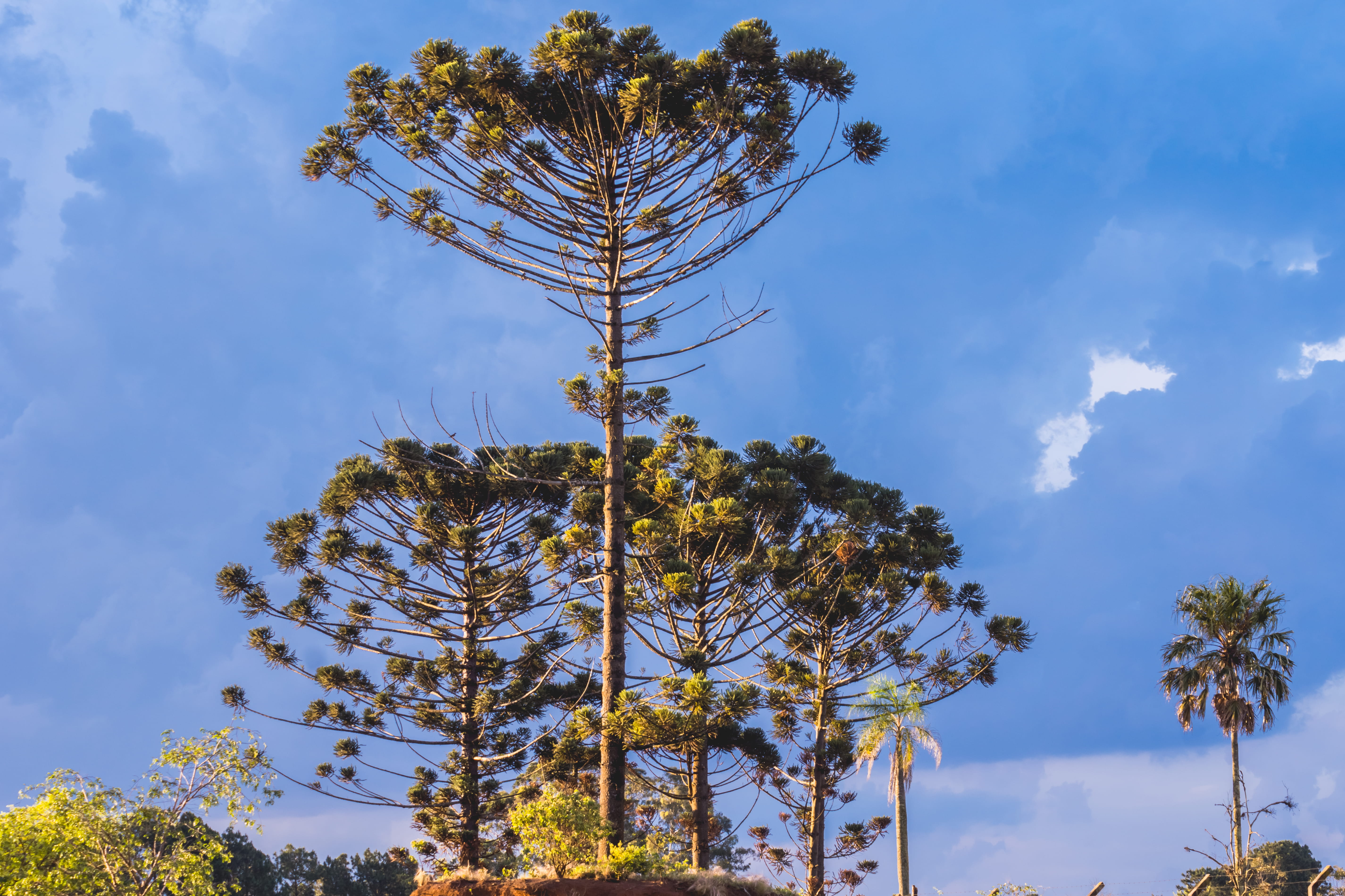 green, scenics - nature, low angle view, sky, cloud - sky, outdoors, árvores, araucaria, nature, verde, plant, tropical climate, green color, tree trunk, HD Wallpaper