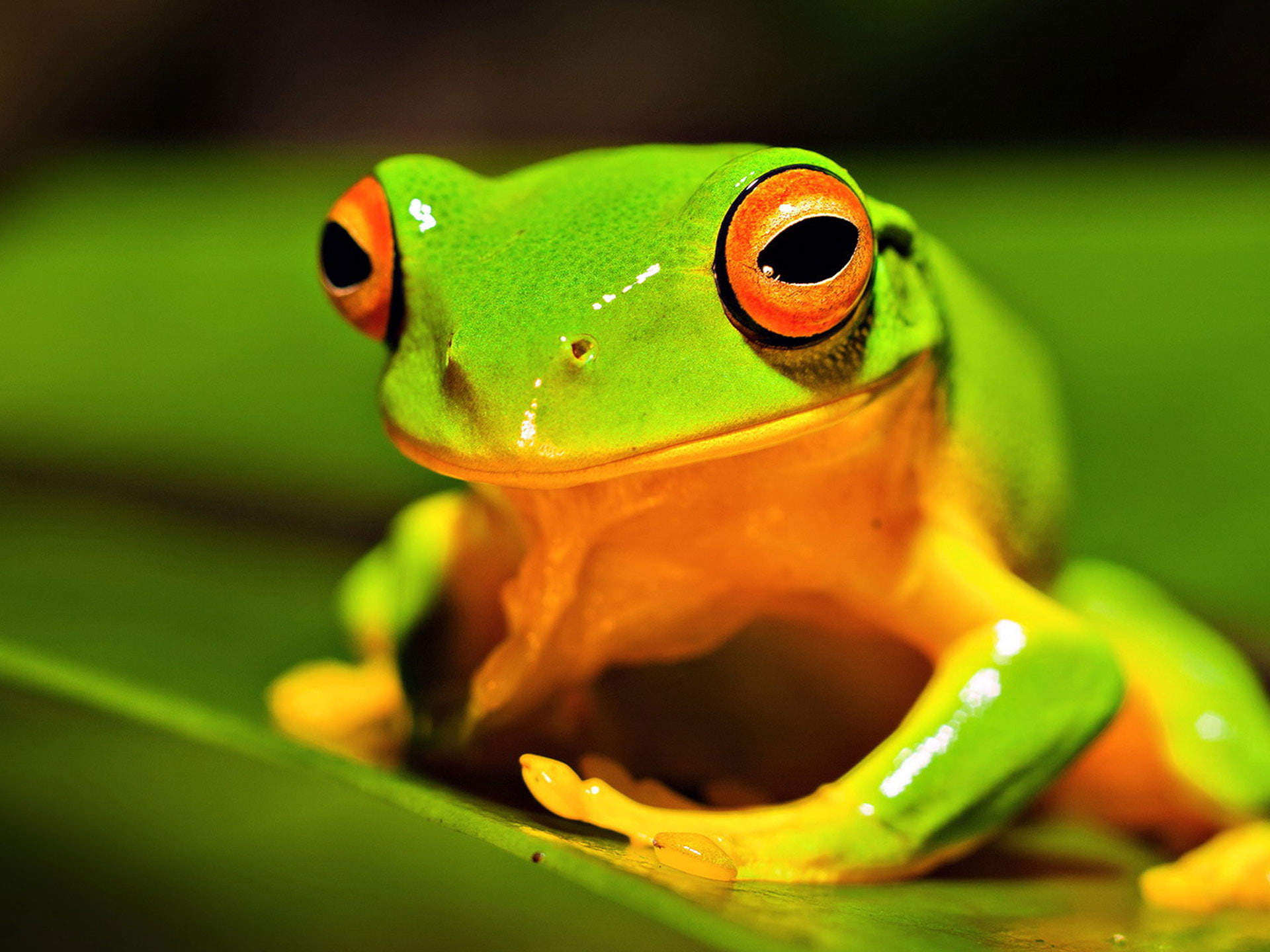 anfibio, rana, verde, animales, 1080P, HD Wallpaper