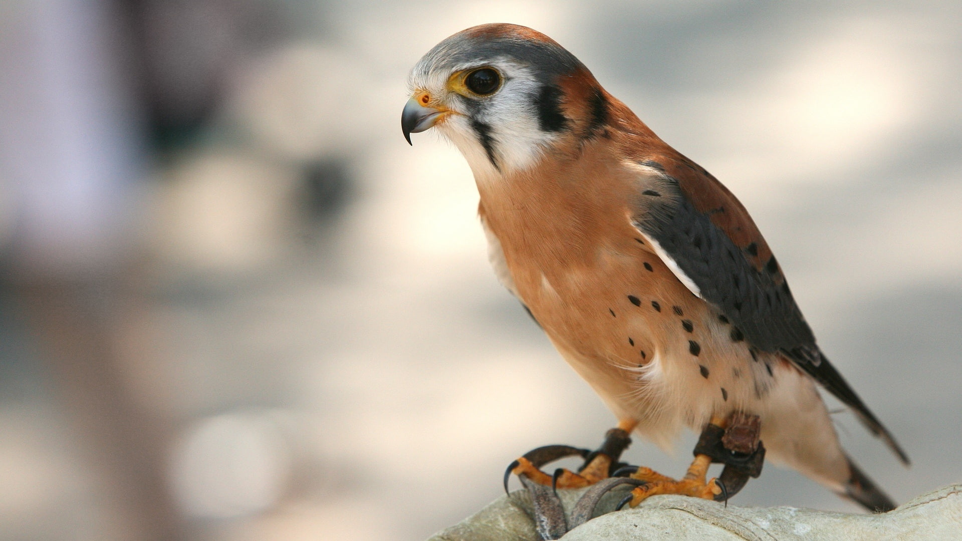 1080P, rapaz, cernicalo, animales, ave, HD Wallpaper