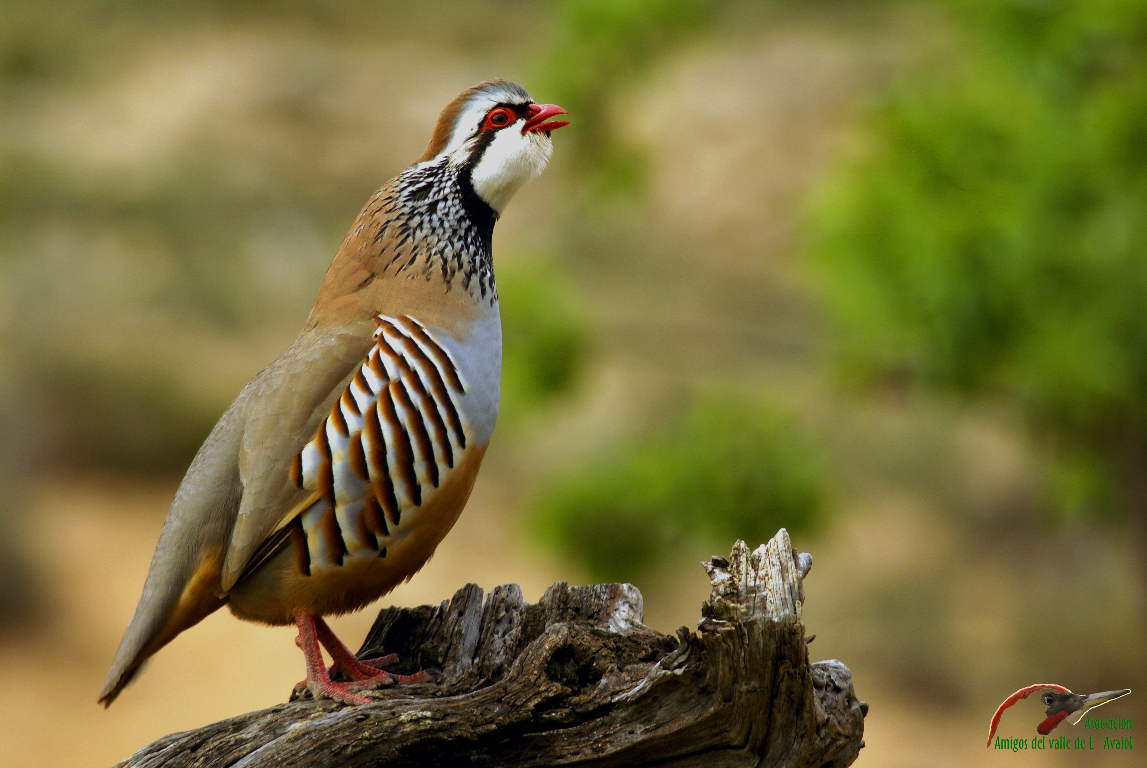 bird, nature, animal, Ave, tree, full length, one animal, Animales, perching, no people, close-up, focus on foreground, profile view, plant, animal wildlife, HD Wallpaper