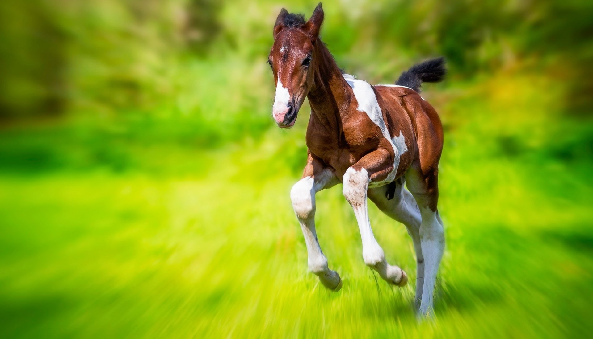 land, field, animales, grass, 1080P, no people, domestic, motion, animal themes, caballo, potro, mammal, day, domestic animals, pets, vertebrate, livestock, HD Wallpaper