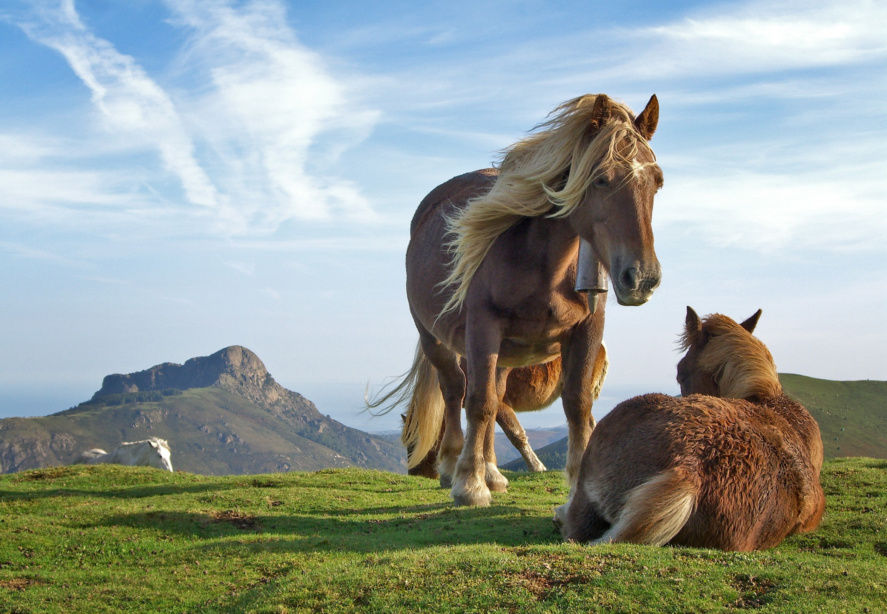 2K, caballos, animales, HD Wallpaper