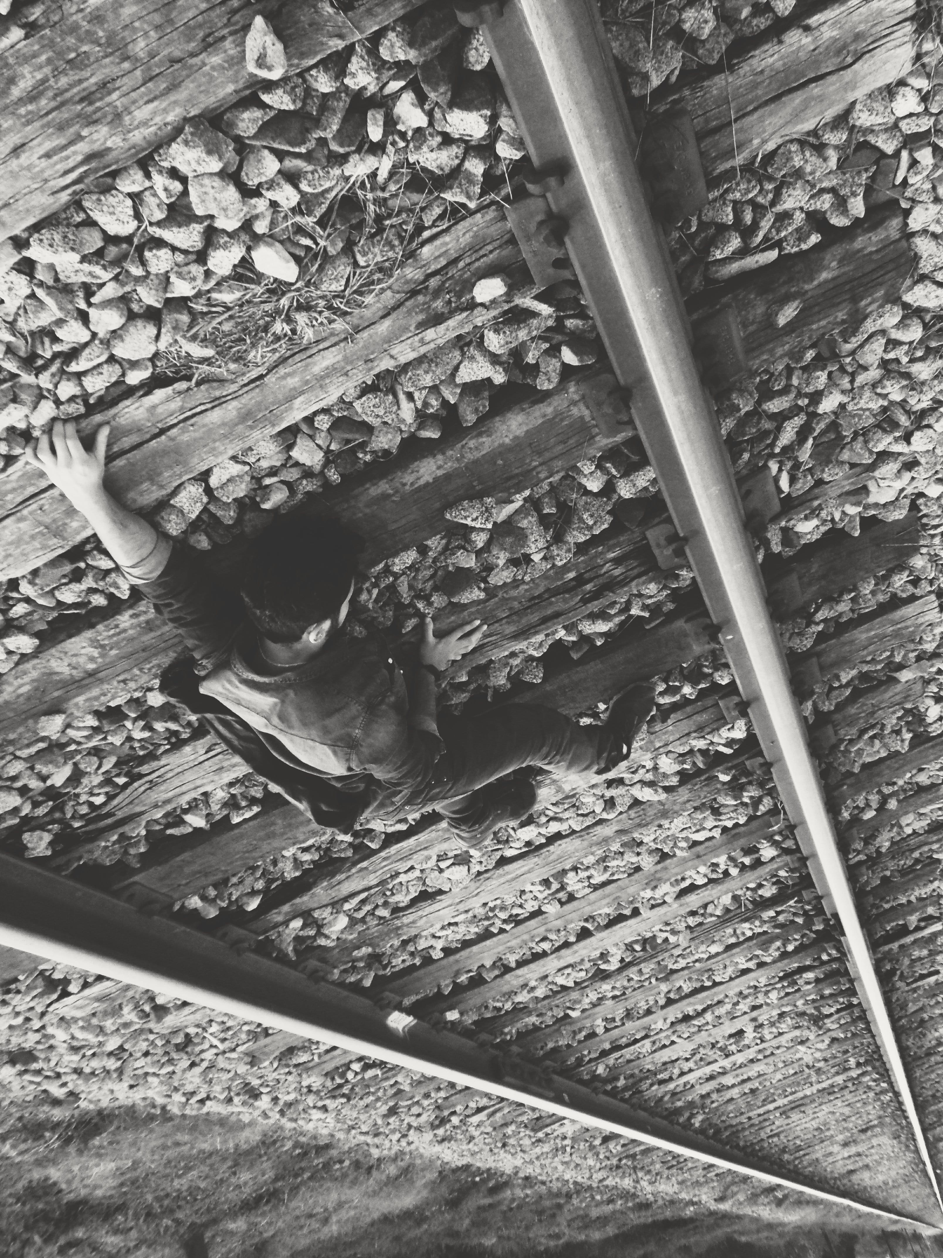 animals in the wild, vias, railroad track, relaxation, 4K, 50mm, foto, no people, instagram, hombre, high angle view, fotografia, vertebrate, tumblr, nikontop, Phone HD Wallpaper