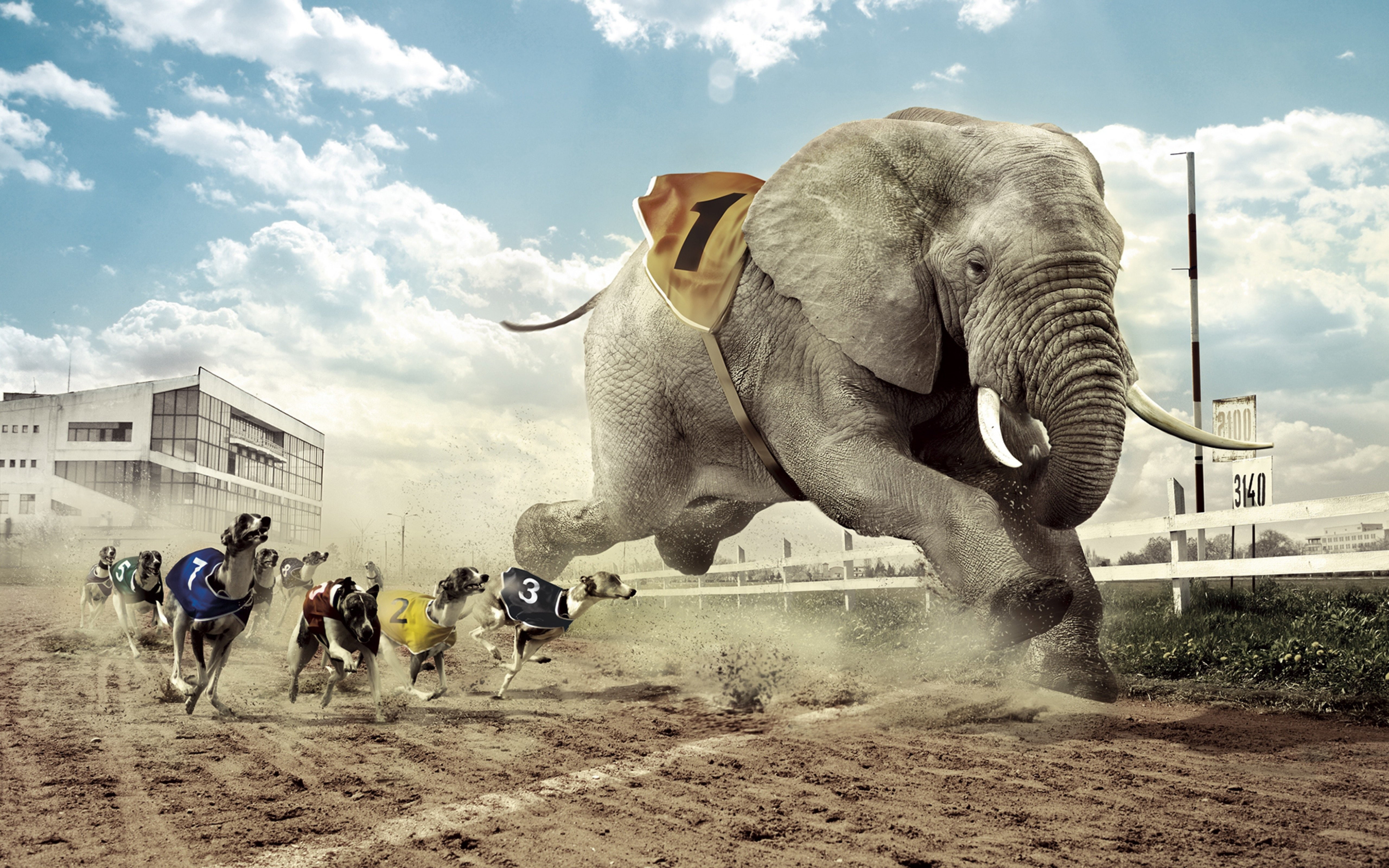 humor, Galgos, carrera, abstracto, Elefante, 5K, HD Wallpaper