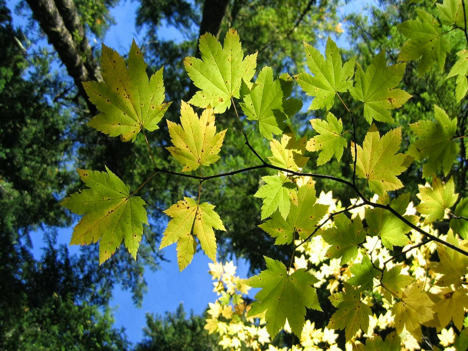 arbol, hojas, naturaleza, 720P, verdes, HD Wallpaper