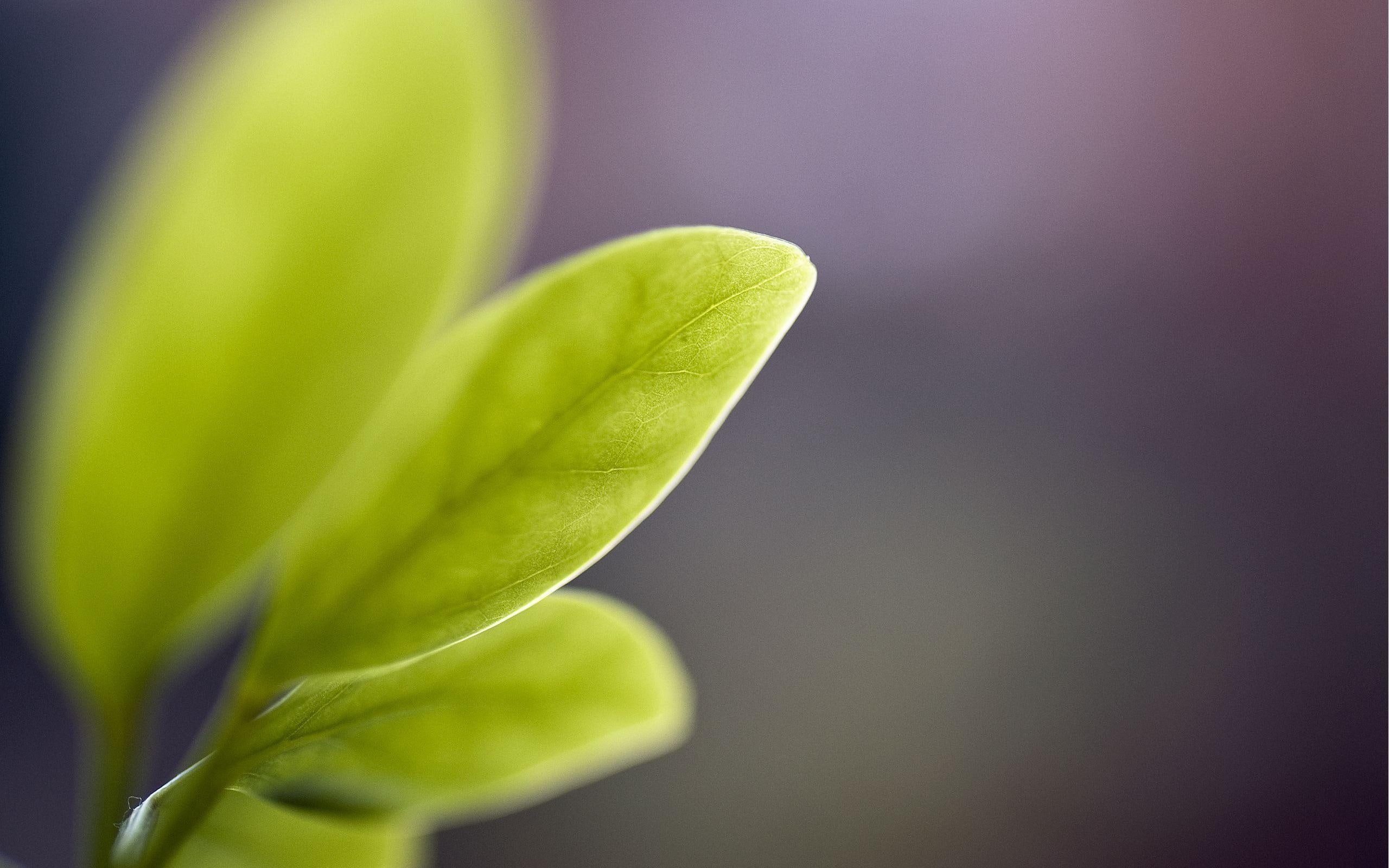 verdes, naturaleza, 2K, hojas, HD Wallpaper
